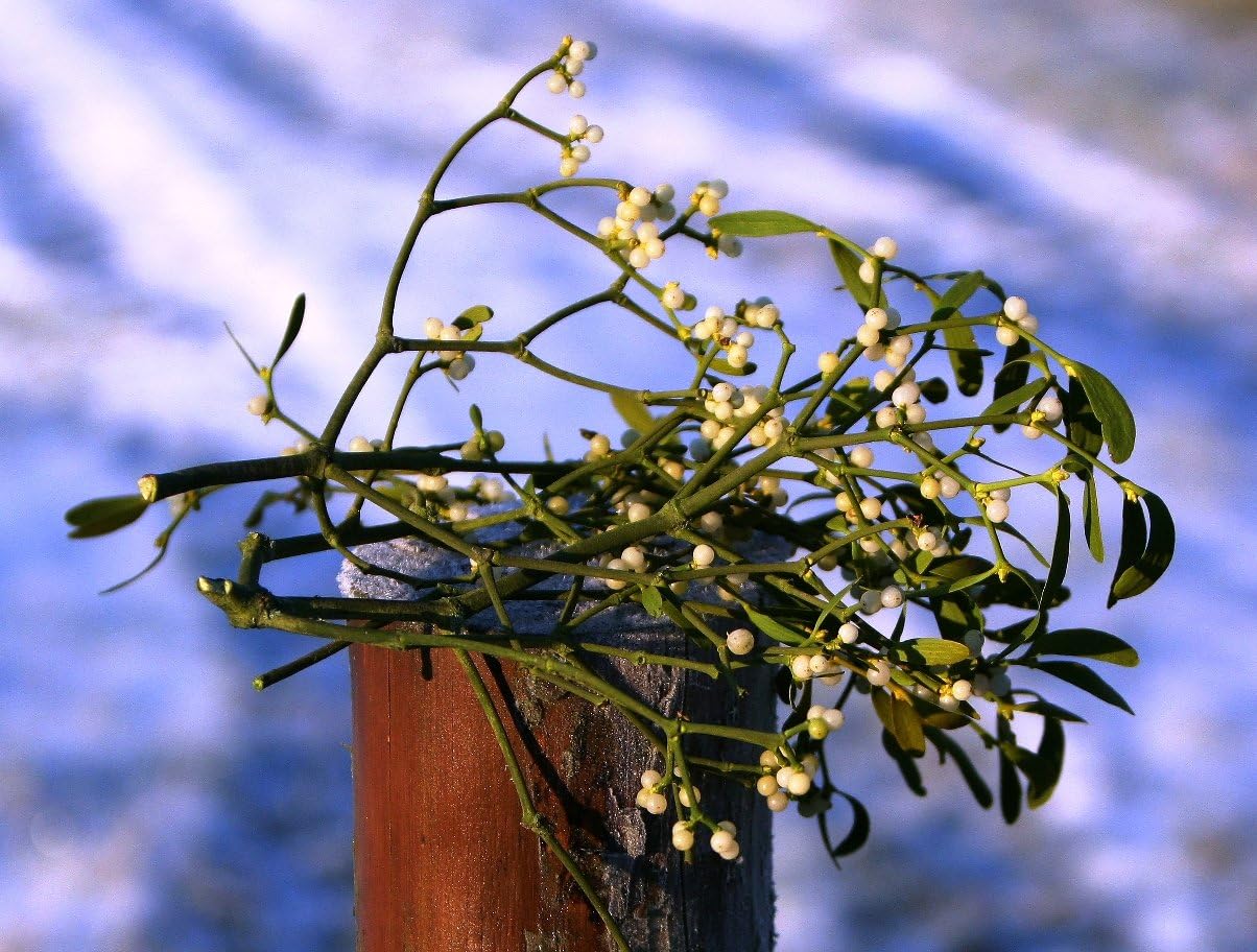 15x Real Fresh Mistletoe Real Sprigs. Includes Ribbon to Decorate.