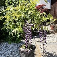 Amazon.co.jp: 盆栽妙 藤 フジ 一才藤 春咲き花盆栽 パープル