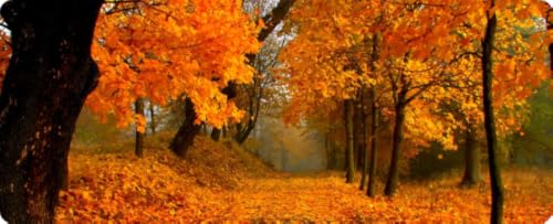 Cozy Early Morning Autumn Sounds | Crunchy Leaves & Peaceful Fall Music