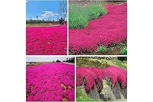 2000+ Premium Creeping Thyme Seeds