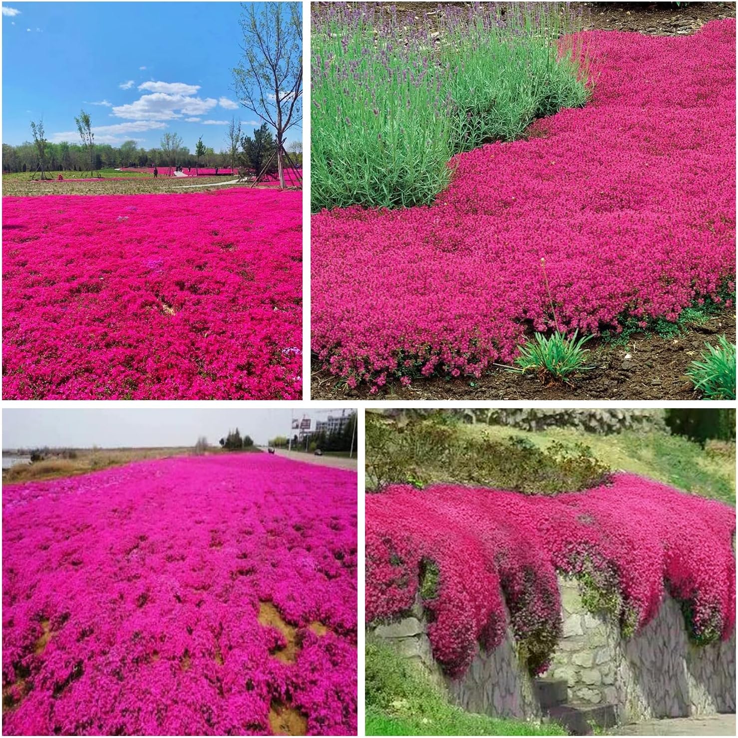 2000+ Red Creeping Thyme Seeds for Planting Thymus Serpyllum - Heirloom Ground Cover Plants Easy to Plant and Grow - Open Pollinated