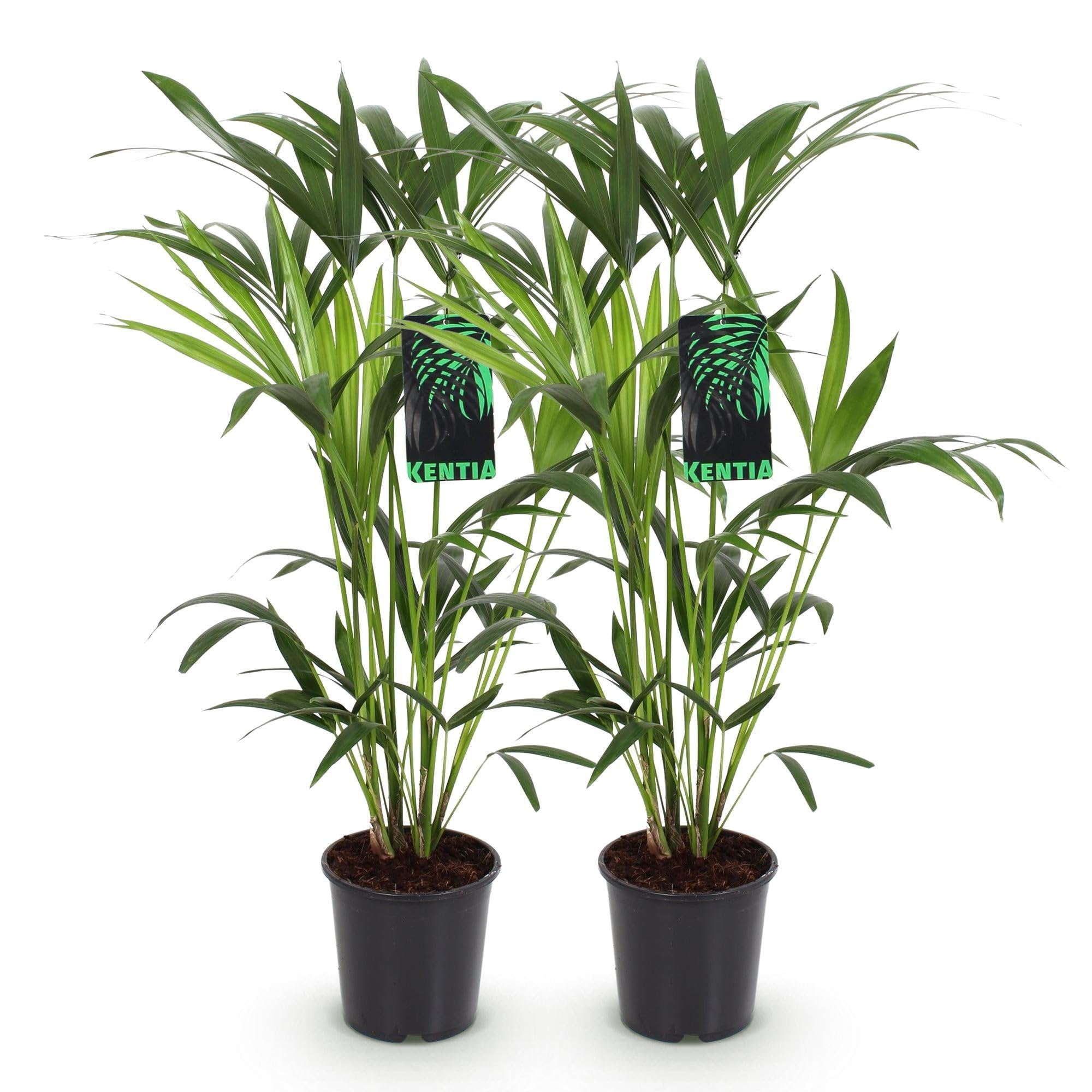 Howea Forsteriana Palma Kentia, 2 rośliny, 80-85 cm, 19 cm, łatwa w pielęgnacji, palmy pokojowe z eleganckimi liśćmi, tropikalne, oczyszczające powietrze zielone rośliny do nowoczesnych wnętrz