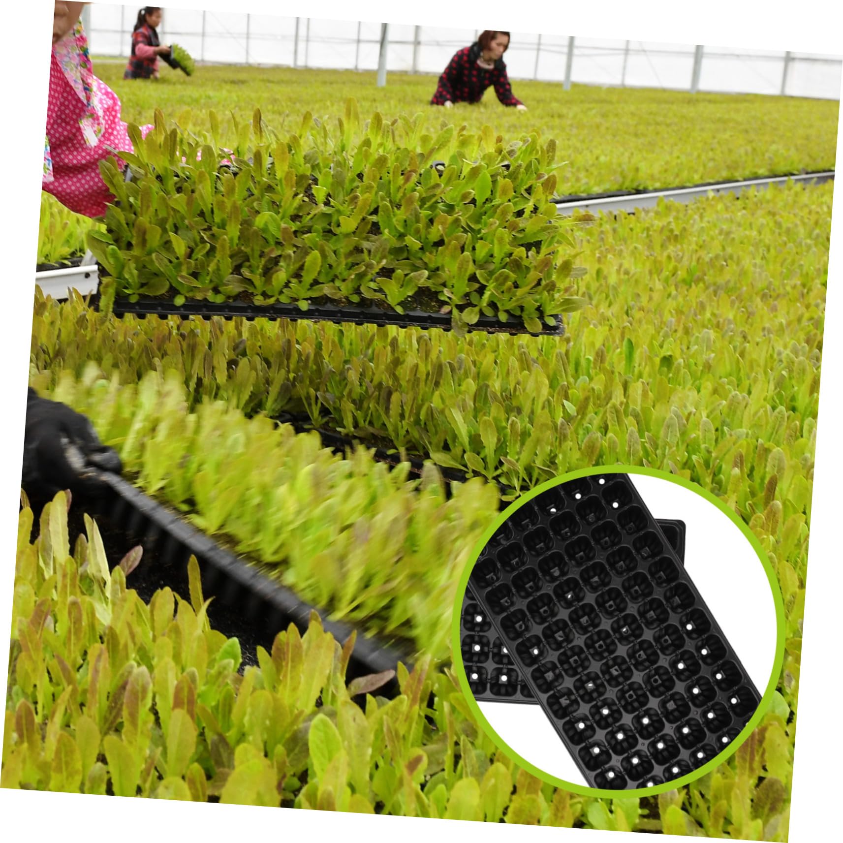 HANABASS 72-Loch PVC Keimschale Anzuchtplatte Für Samenkeimung Poröses Verdickungstablett Schwarz Leicht Und Verschleißfest Für Gartenbau Und Landwirtschaft