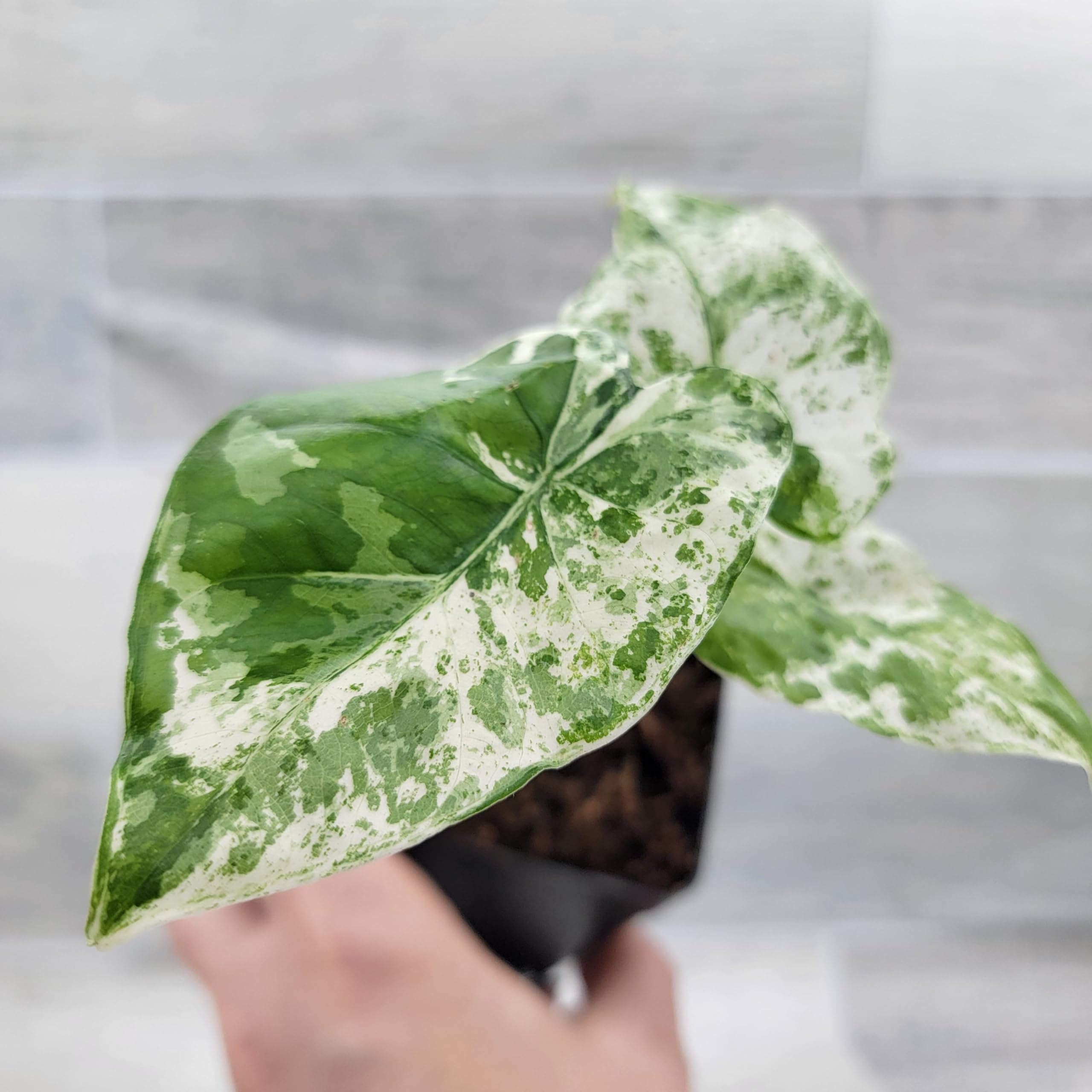 zimmerpflanzen guzmania Guzmania 'Theresa' 7,99€ main image 1