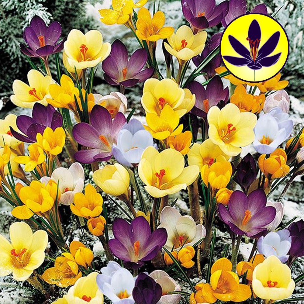 Mélange de Crocus Plante robuste à bulbe Floraison printanière de petites fleurs