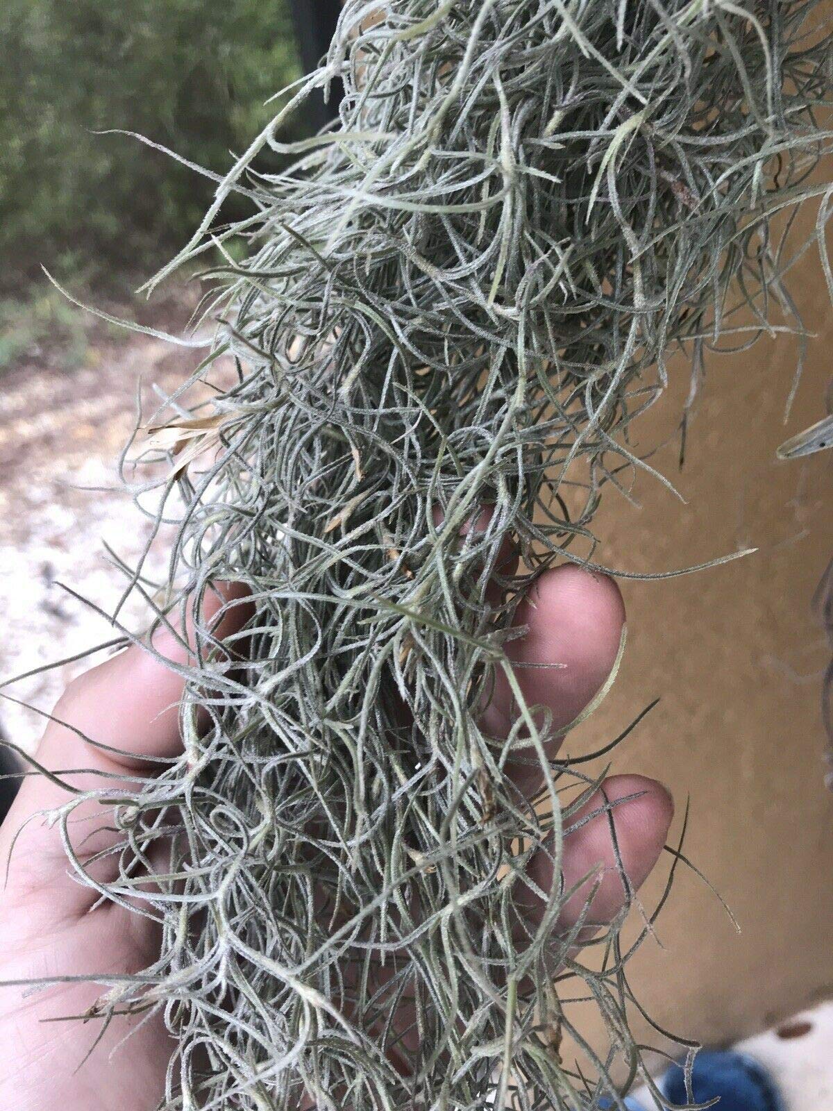 Amazon.com : TruBlu Supply Live Old Mans Beard Spanish Moss Air Plant  Tillandsia Usenoides Whitfieldi (CROWNT) : Patio, Lawn & Garden
