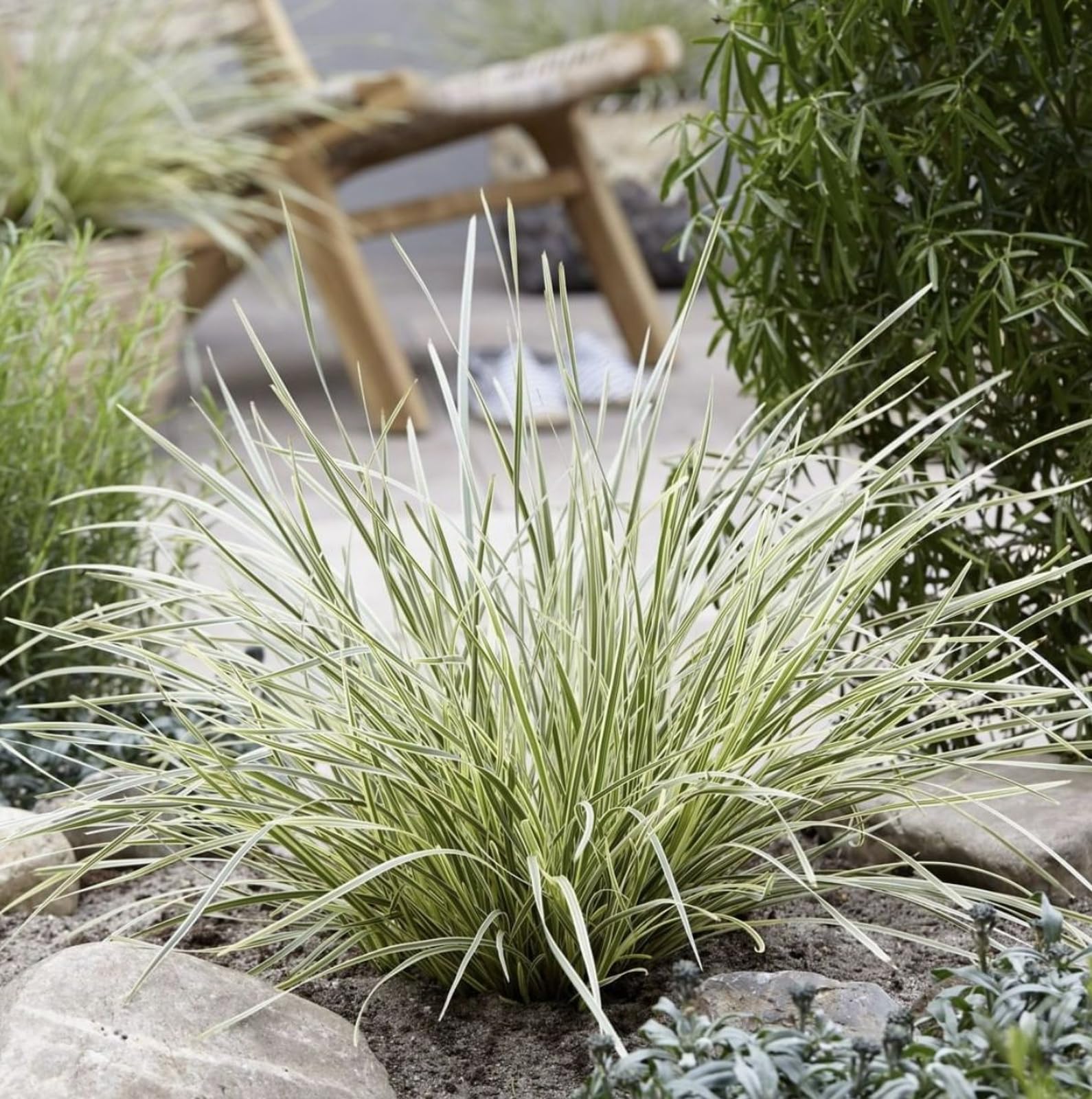 Lomandra White Sands - Basket Grass Plant 20-30cm in Height - Stylish Grass Plant (1 Plant)