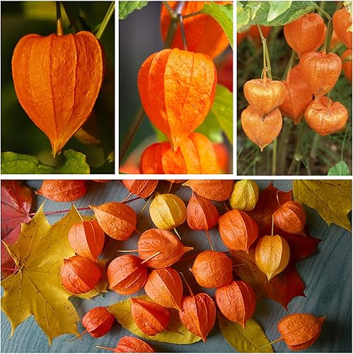 Miniatura 3 de Seed Needs Semillas de linterna china para plantar (Physalis Alkekengi) reliquia y cerezas de cáscara ornamental de naranja polinizada abierta,