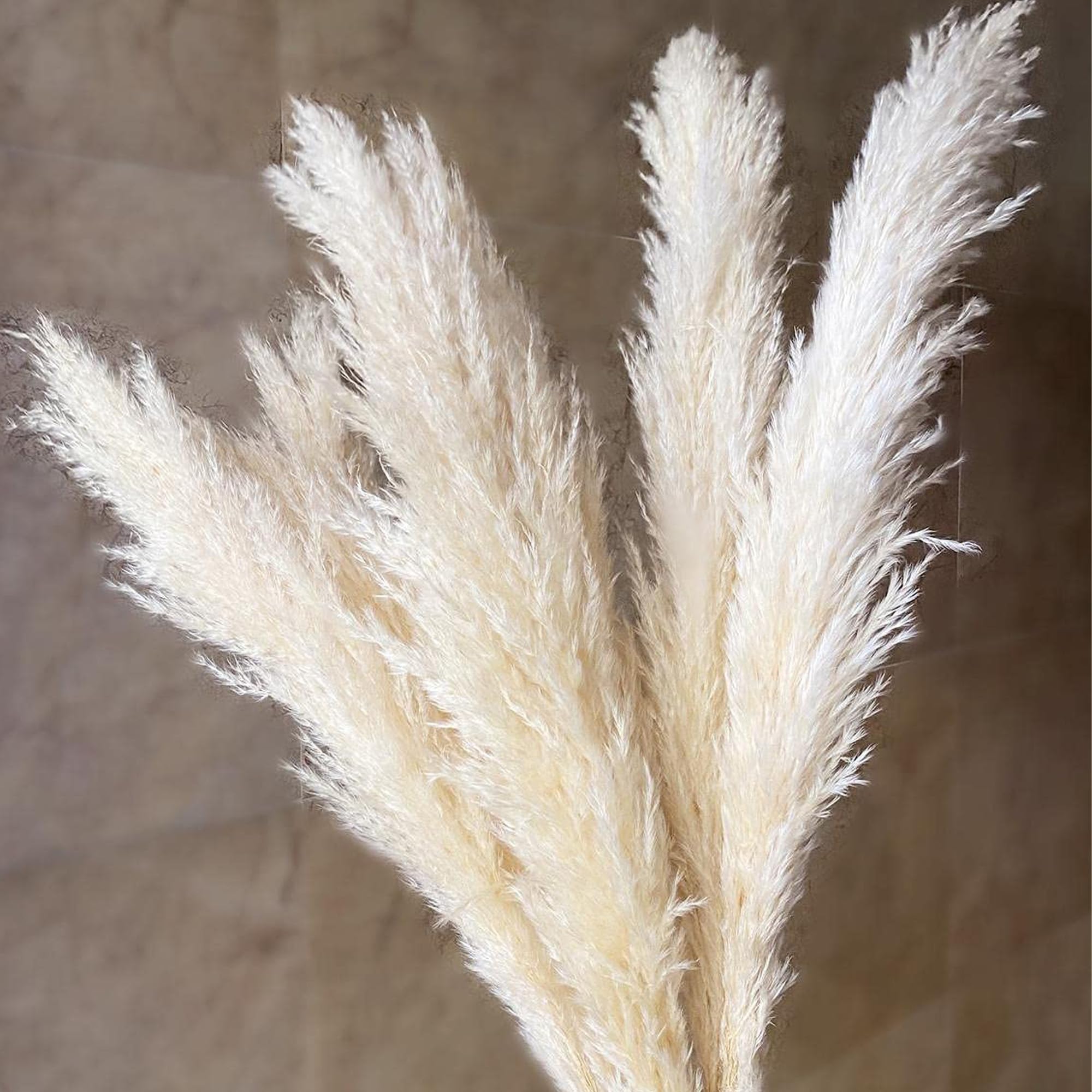 XTORE Dried 4 Pcs Pampas Grass for Home Decoration (Pack of 4 Sticks, Off-White)