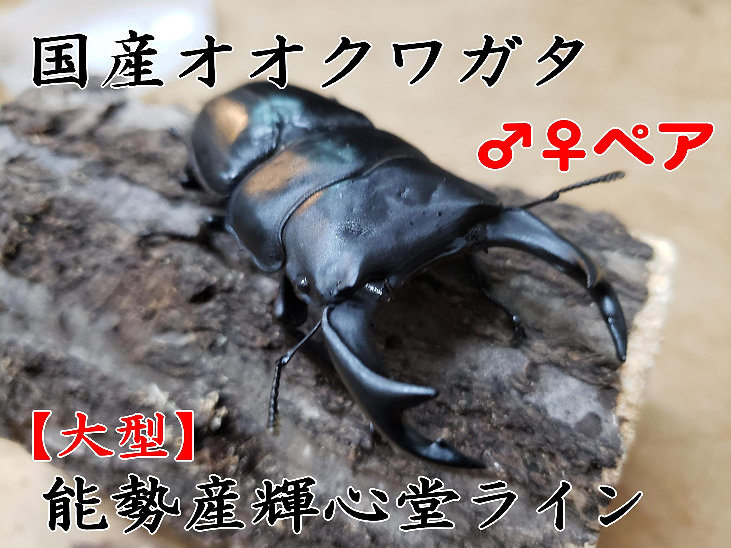 新成虫】能勢SR血統 オオクワガタ ♂️83.7㍉(90.1同) ♂️単品 ◎配送可◎