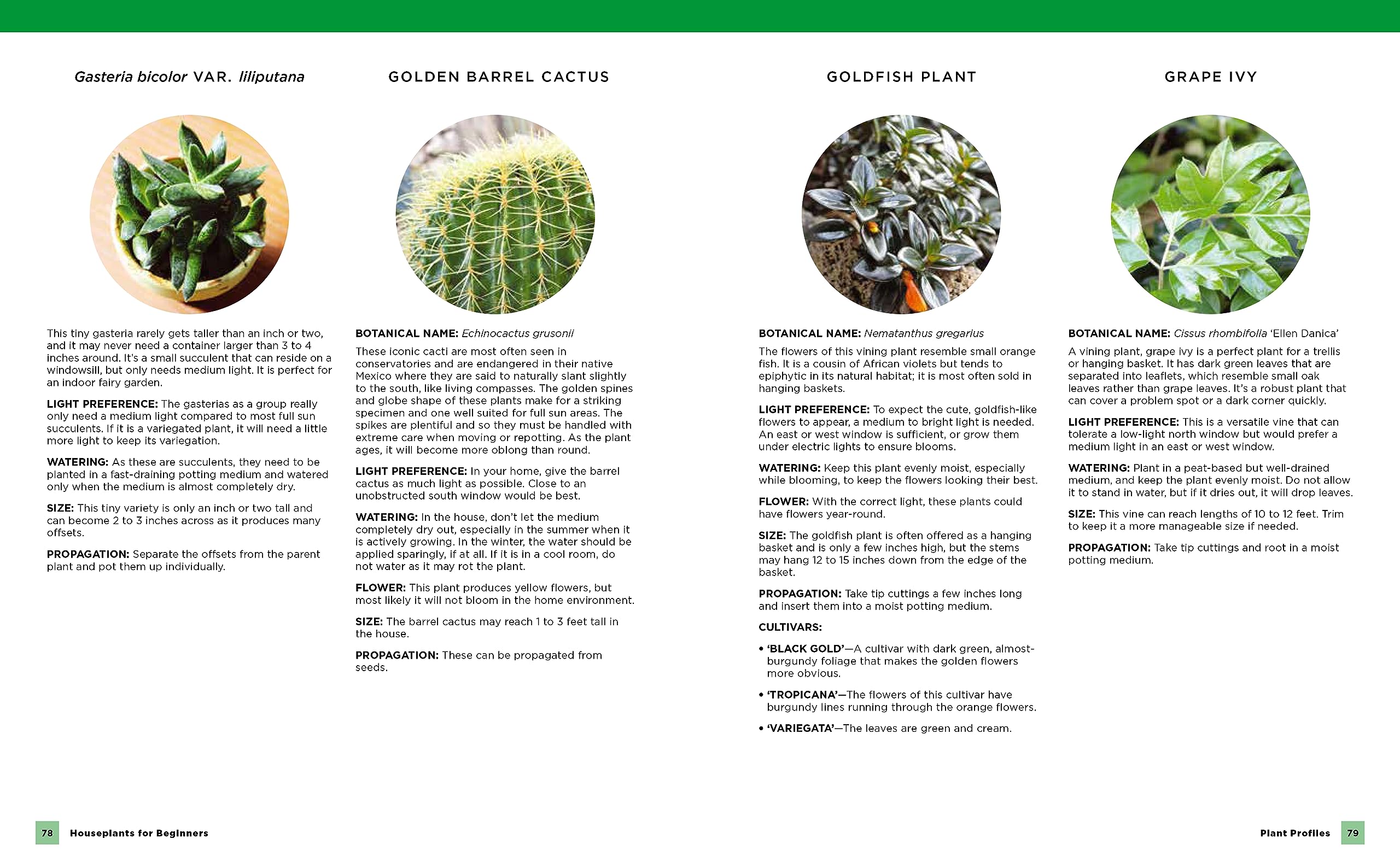 Houseplants for Beginners: A Simple Guide for New Plant Parents for Making Houseplants Thrive (New Shoe Press) - Image 6