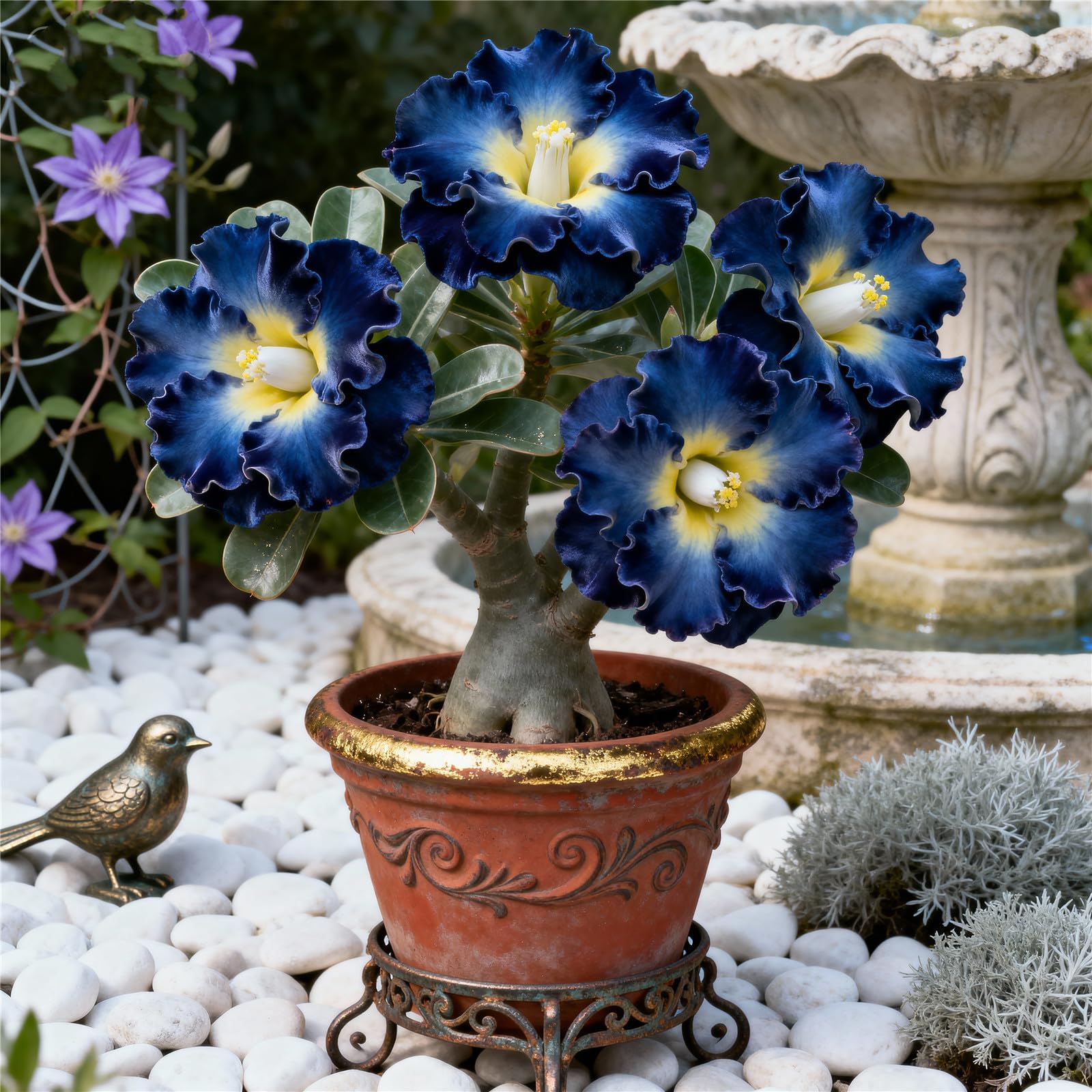 Perennial/Rare Desert Rose Plant Bulbs for Planting Now UK/Adenium/Excellent Display/Low Maintenance/Grow Fast-3bulbs-F