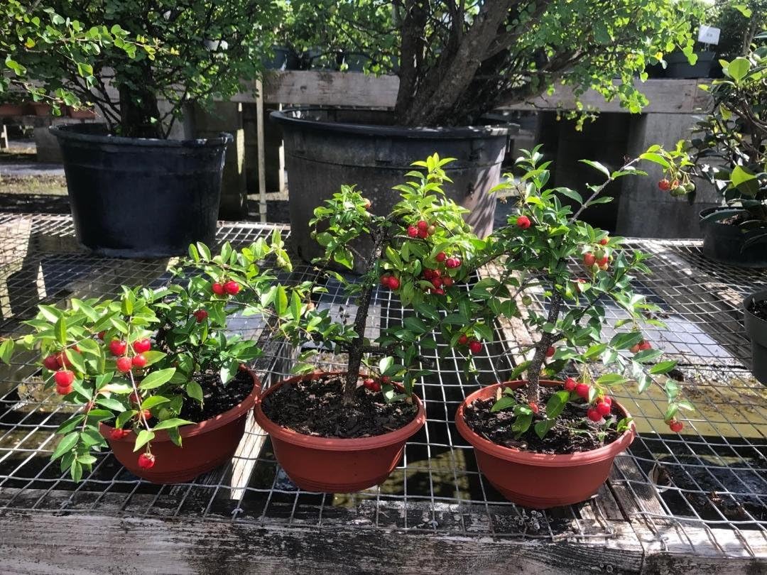 Indoorbonsaiandexotics pre bonsai weeping cherry tree. Just needs a pot