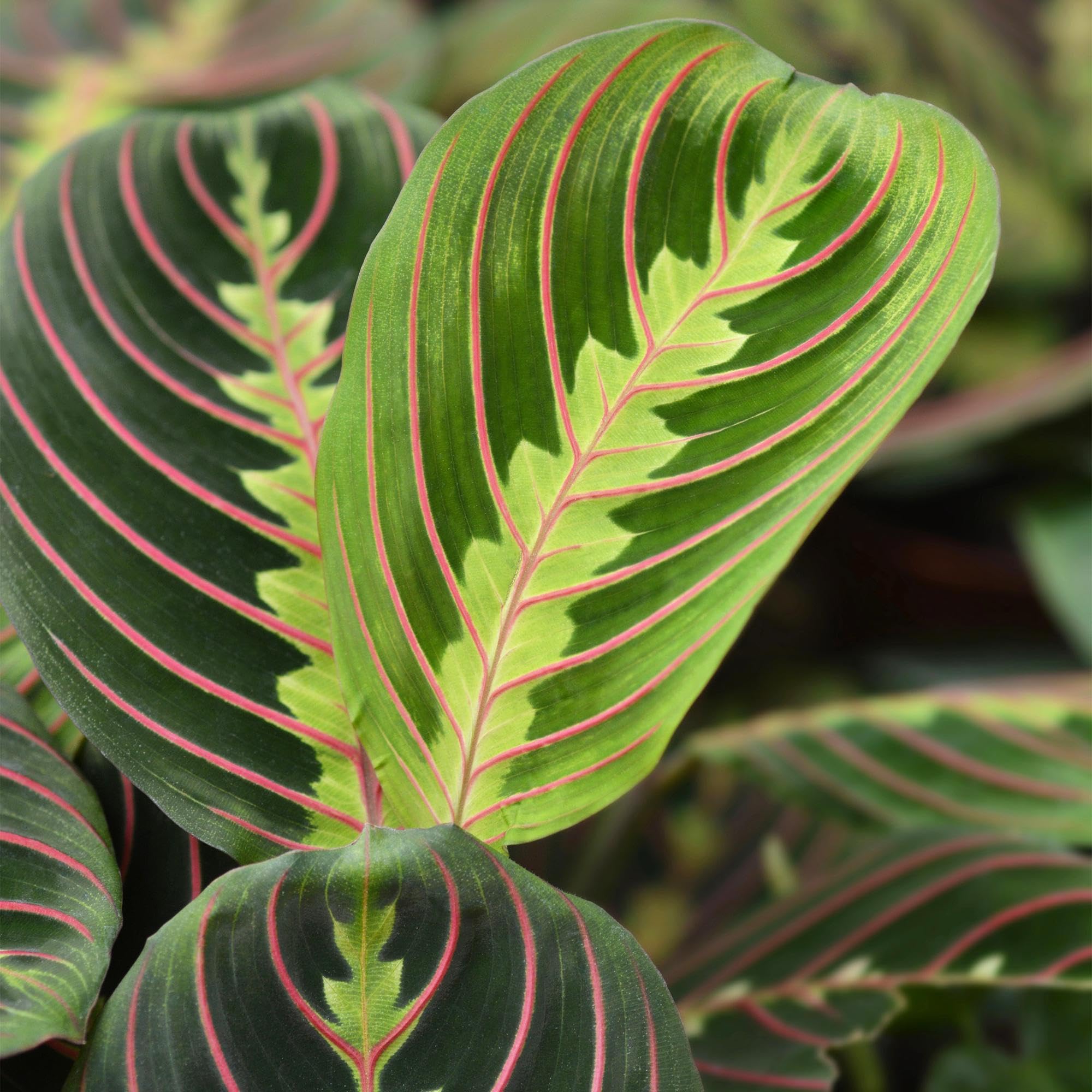 Green boutiQ - Plante d'intérieur - Maranta Fascinator Tricolour - Plante de prière - Plante amicale pour les animaux - Vert - 2 Plantes - avec Potter Blanc - Pot 12cm - Hauteur 25cm