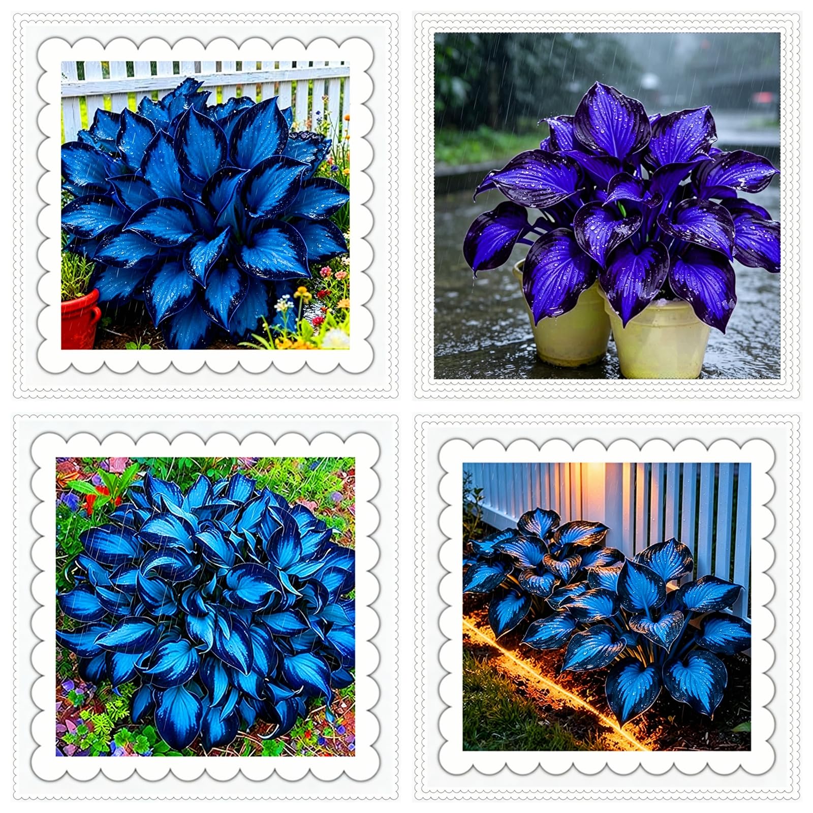 Perennial/Rainbow Blue Hosta Rhizome/Brilliant Hosta Bulbs for Planting Now UK/Grow Well/Excellent Display/Potted/Low Maintenance-6bulbs-A