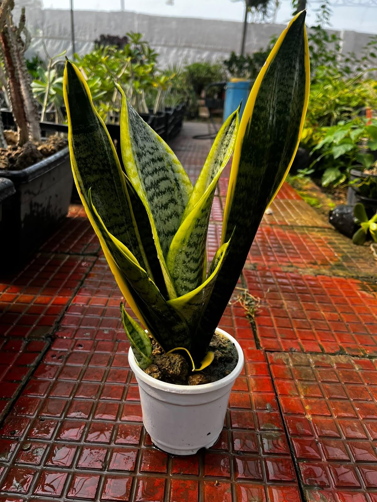 Sansevieria Futura Superba Golden Live Snake Plant with Pot Indoor Plants for Home Decor and Bedroom Air Purifying Natural Plant Low Maintenance-image-10