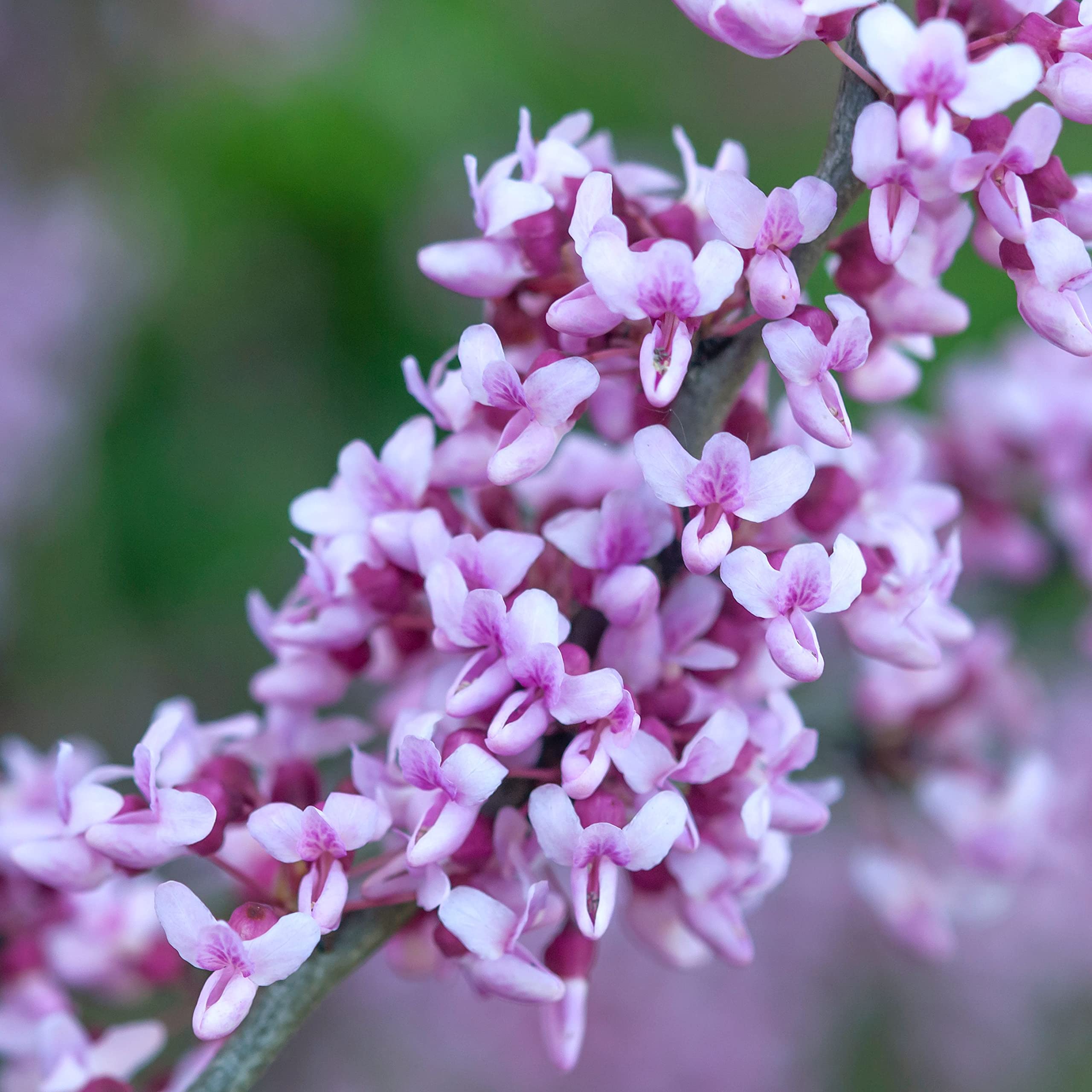 TriStar Plants - Eastern Redbud Tree, 1 Gallon Pot -