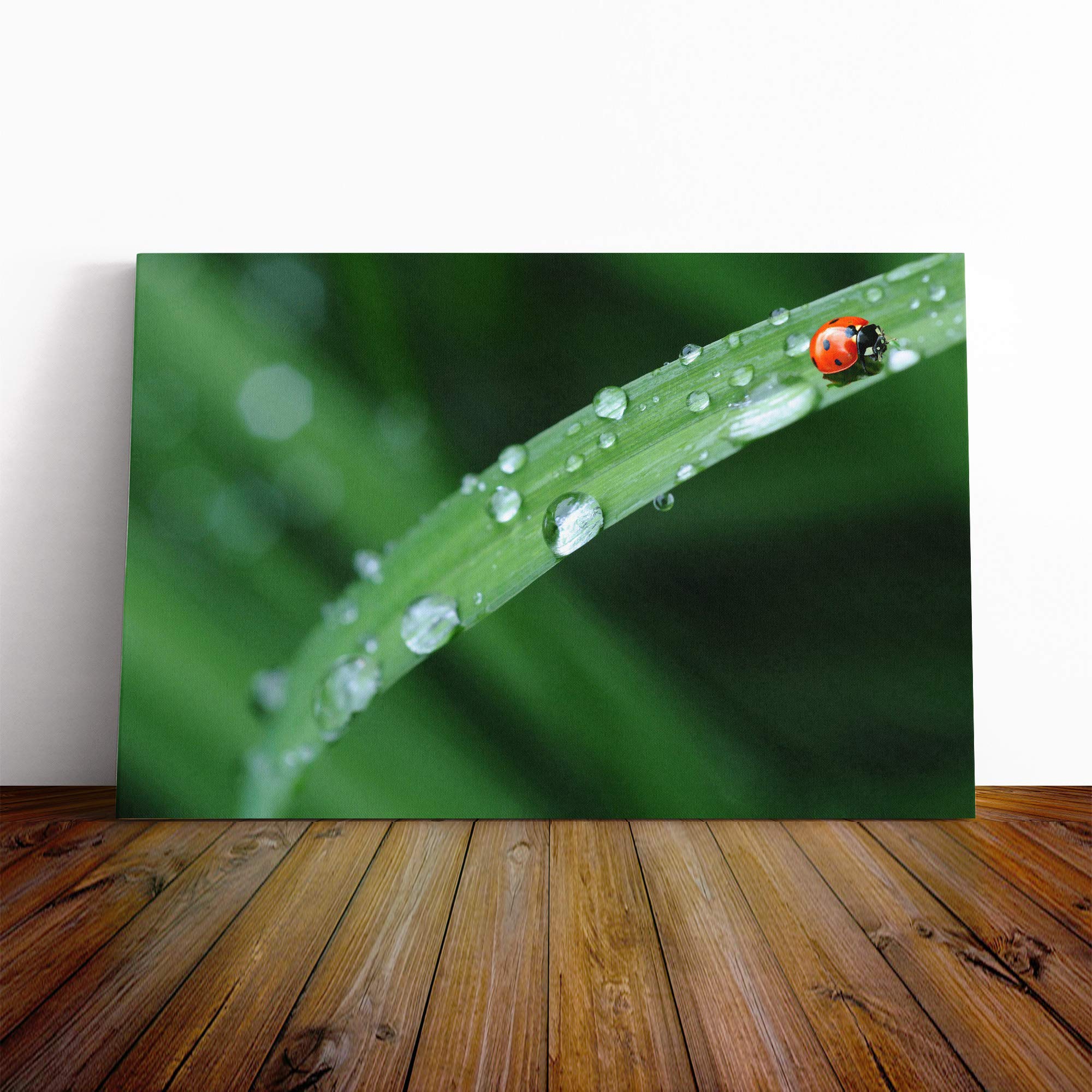 Red Ladybird Insect (4) Canvas Print | Gallery Wrapped 30mm Frame Wall Art | 20x14 inches | Ready to Hang | Modern Animals Picture | Living Room Bedroom Lounge Office