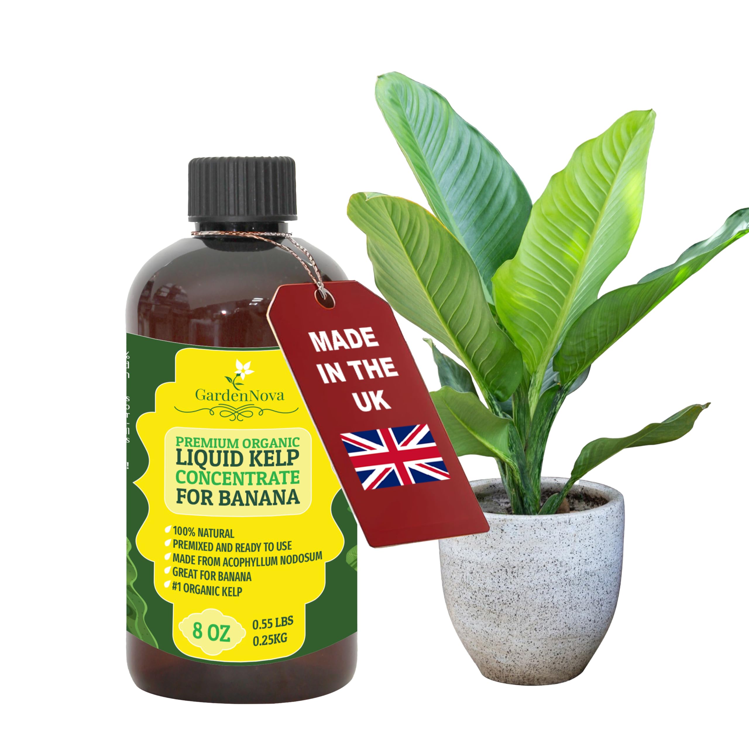 GARDENNOVA Premium Organic Seaweed & Kelp Superfood for Banana Trees - 8 oz - Liquid Kelp Fertilizer Concentrate (Makes 25 Litres)