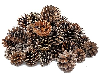 松ぼっくりのパステル画 A4サイズ 楽天市場】はがせる壁紙 のりなしタイプ 賃貸 おしゃれ クロス