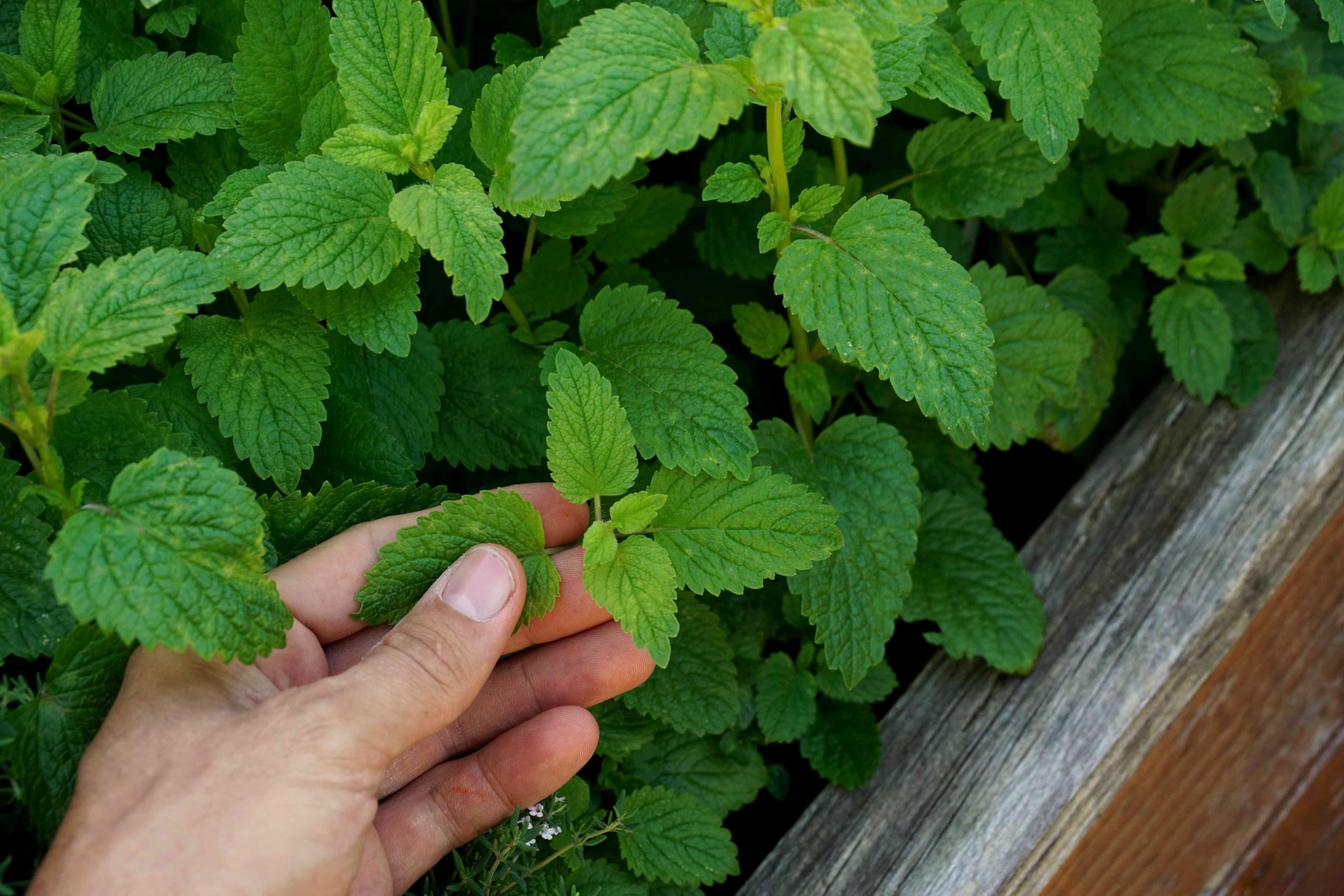 GARDENER BHABI Imported Herb Seeds For Gardening (Lemon Balm) (B0CJ4ZVGTQ) Amazon Price History, Amazon Price Tracker