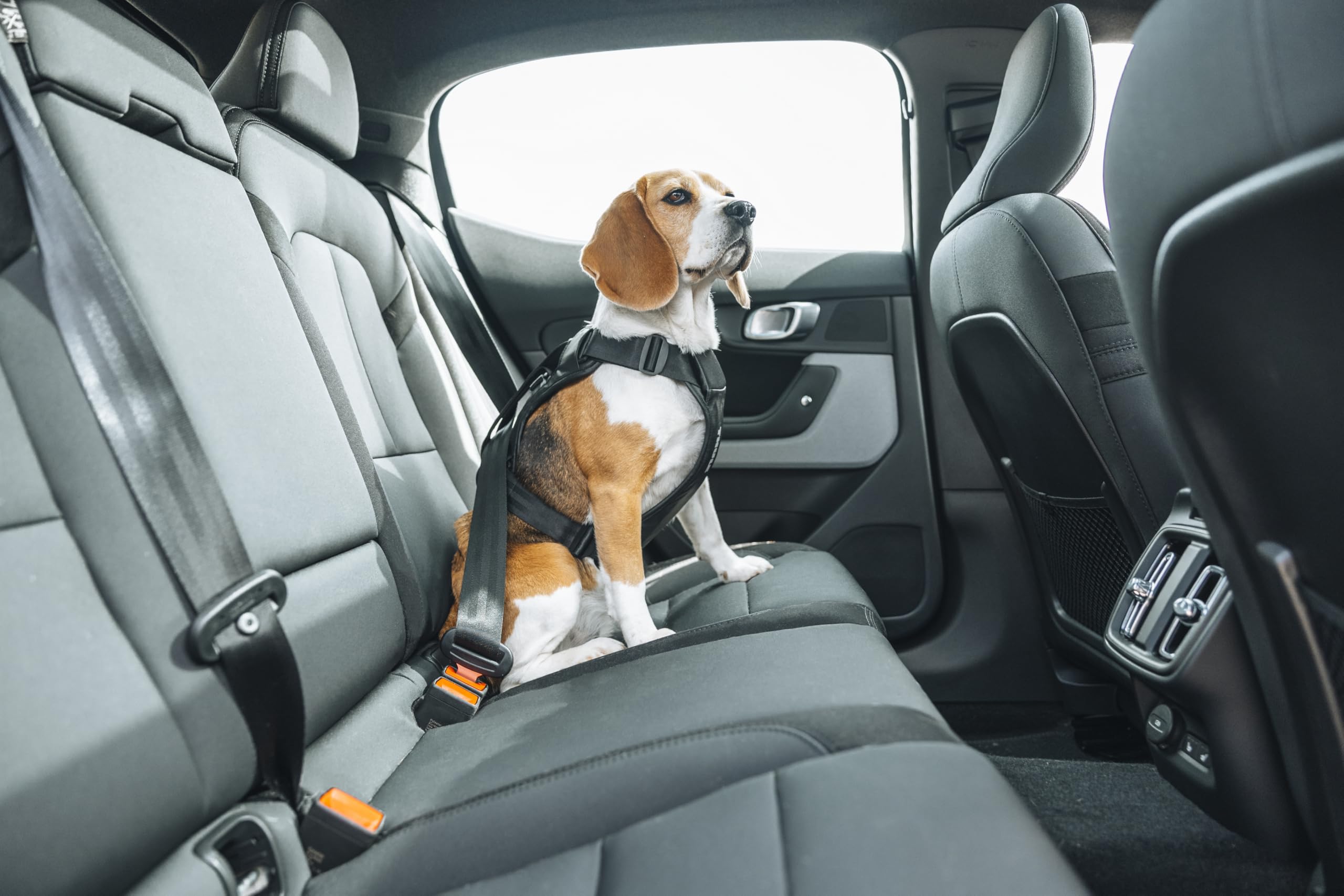 Thule Cappy Dog Harness L - Crash-Tested for Safety - Seatbelt passthrough - Adjustable & Easy to Clean - Padded Breathable mesh Panels - Leash Loop - Step-in Design - image 8
