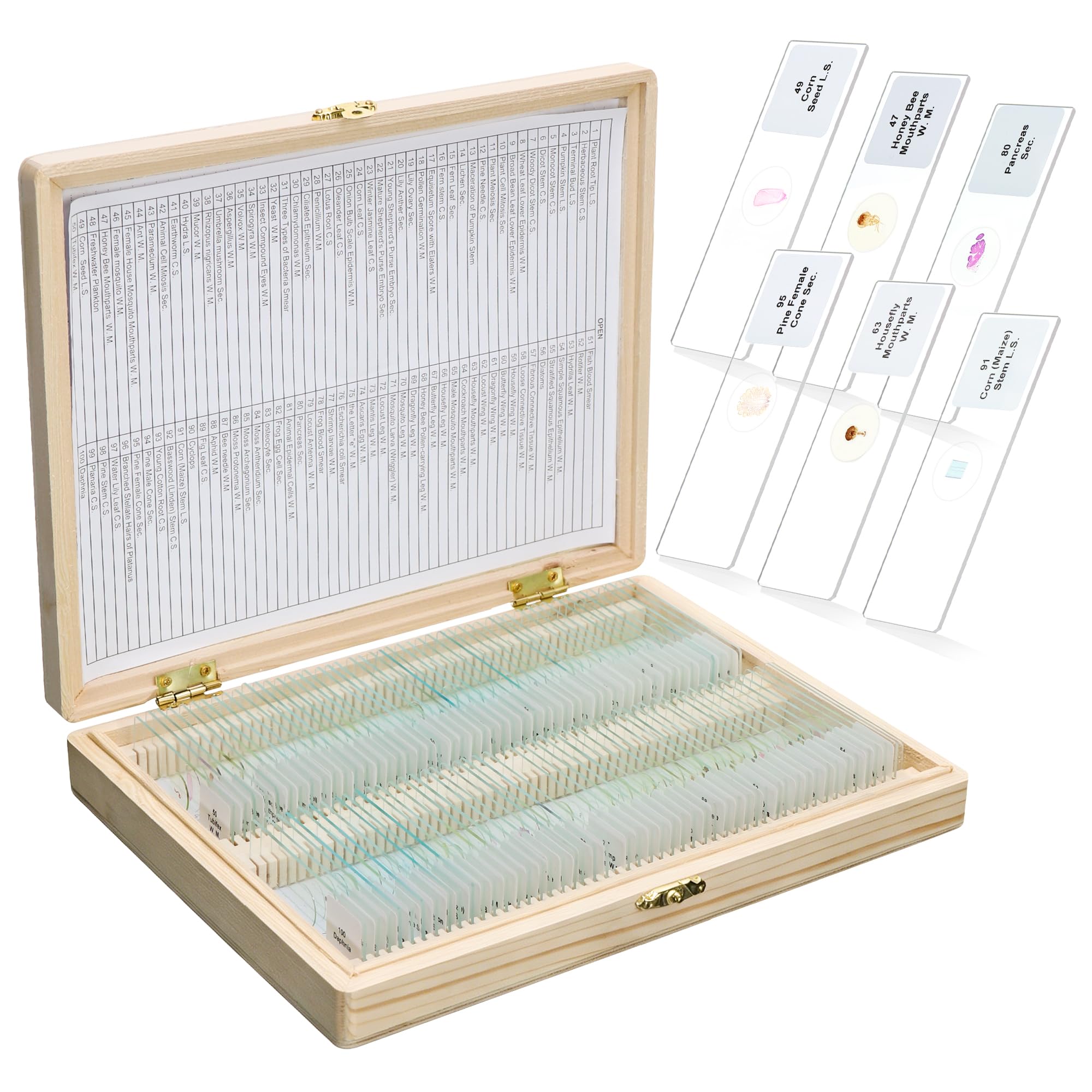 100 vetrini preparati per microscopio, vetrini per microbiologia, per bambini, adulti, LVQ092