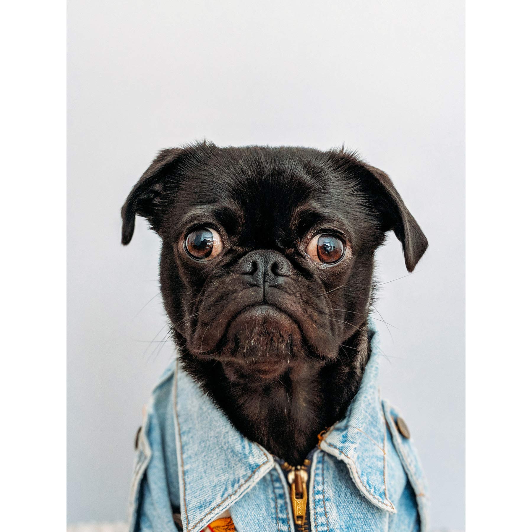 Deluvio Pug Puppy Dog in Jacket Large Canvas Wall Art Print