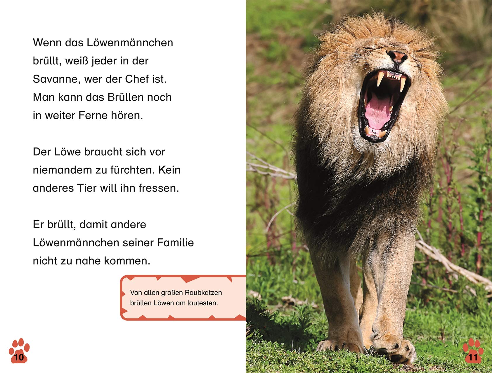SUPERLESER! Löwen-Abenteuer: 1. Lesestufe Sach-Geschichten für Leseanfänger