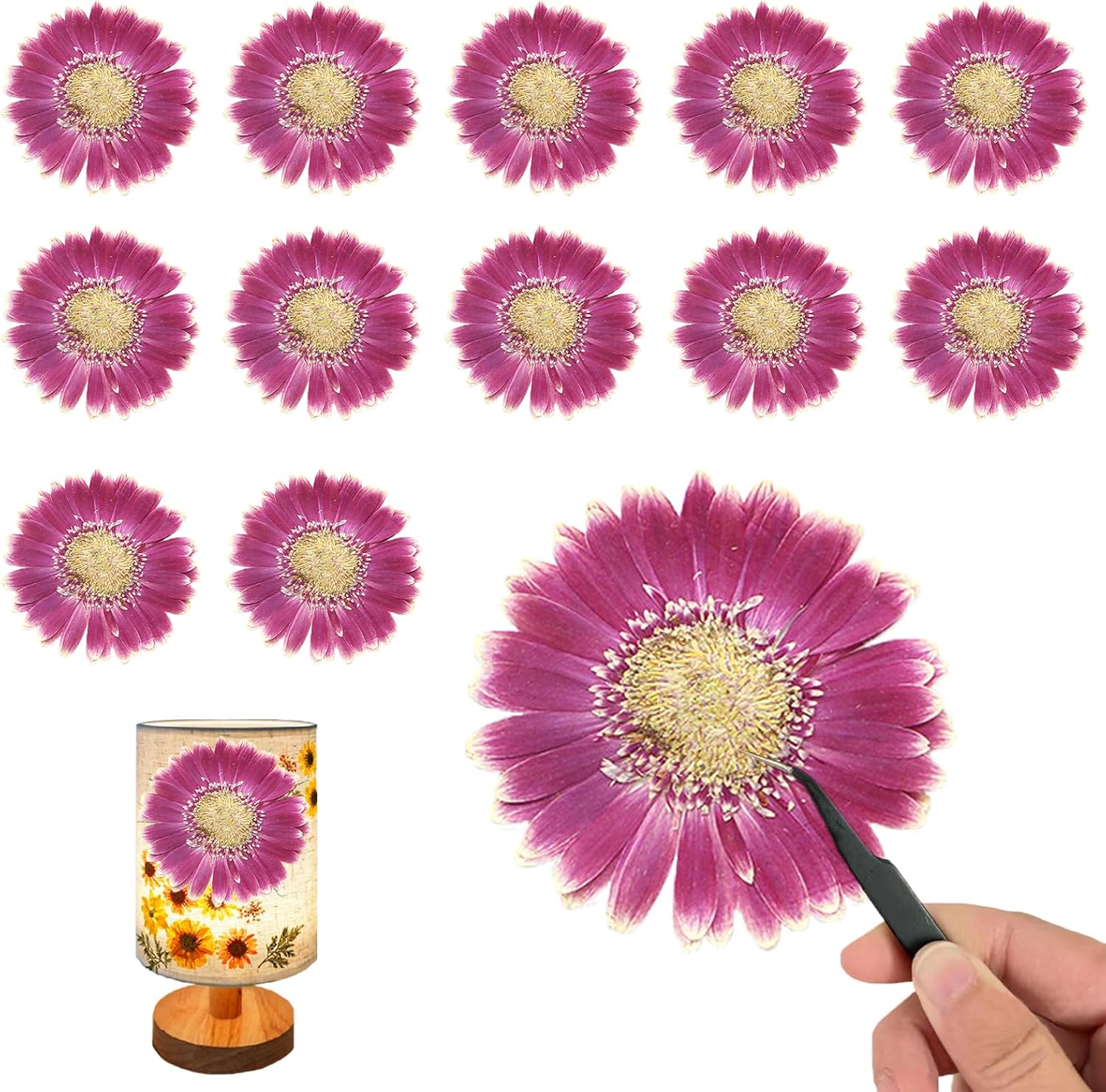 ALJ Rose Red Dried Pressed African Daisy for Resin Crafts Embellishment, Large Size Natural Sunflowers, Barberton Daisy for DIY Jewellery Candle Making Phone Case Home Wedding Decor (3.14-3.54IN)