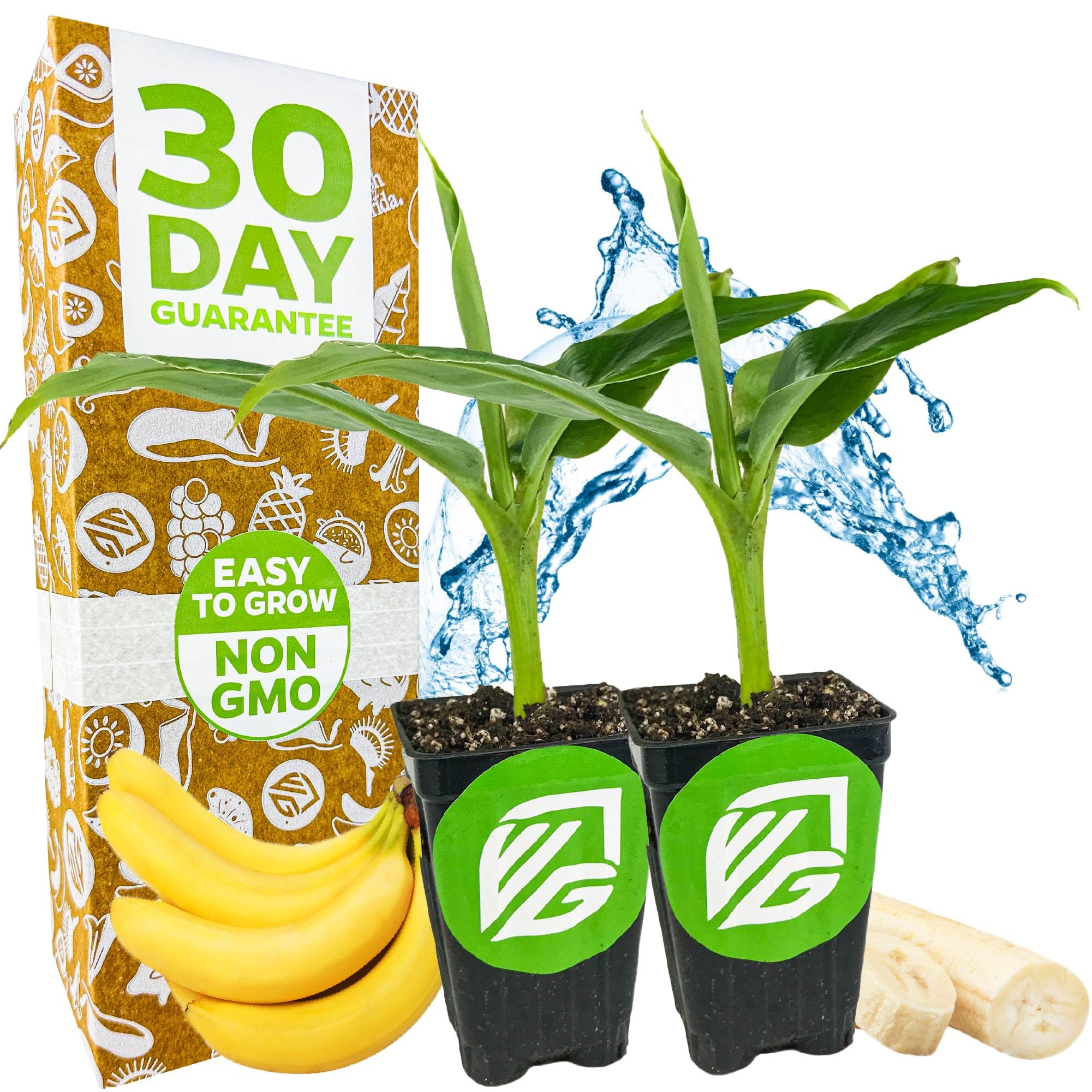 Wellspring Gardens Tropicana Banana 2-Pack