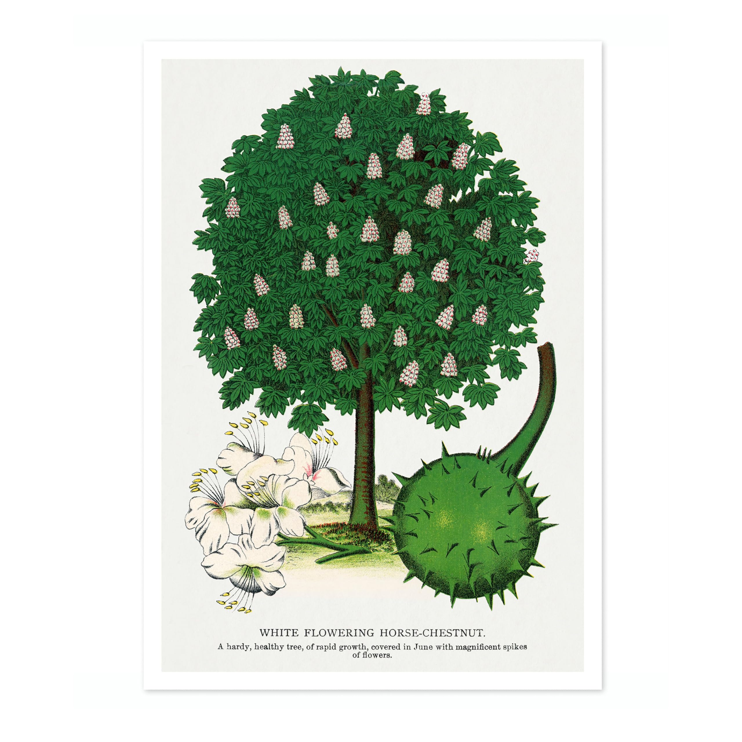 White Flowering Horse-Chestnut Vintage Botanical Tree Poster, Nature Home Decor Wall Art, Retro Encyclopedia Illustration, Archival Matte, A3 (Print Only) - 42x29.7cm โ image 1