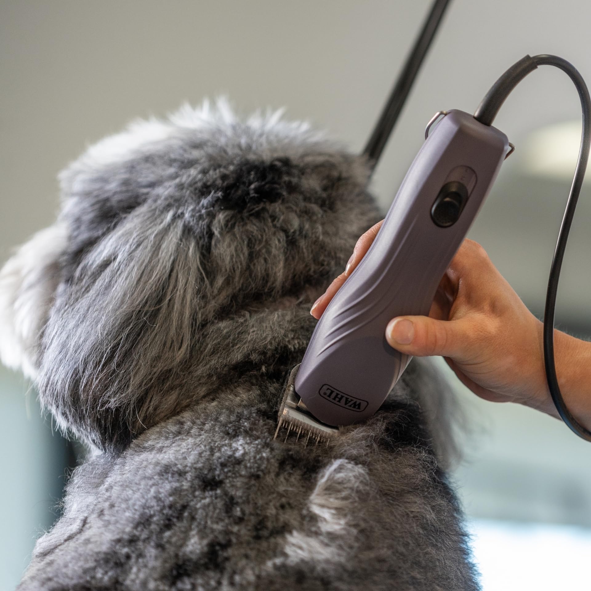 Agrarzone Edition Wahl KM10+ tosatrice professionale per cani e gatti - Silenziosa, Potente, con set di rilievi - Ideale per toelettatori e veterinari