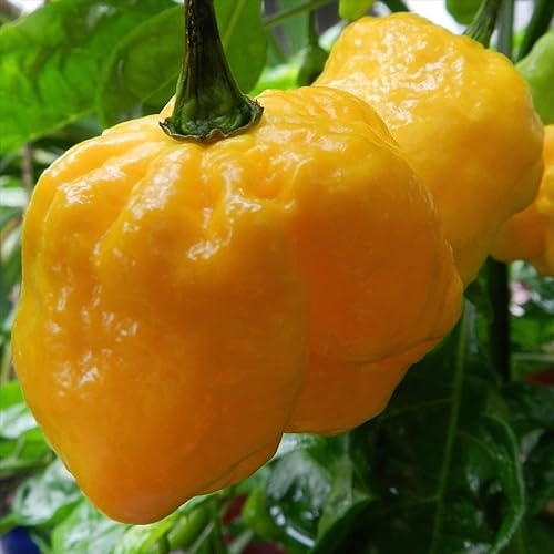 Miniatura 4 de Wayland Chiles La colección de semillas de Chile más caliente I