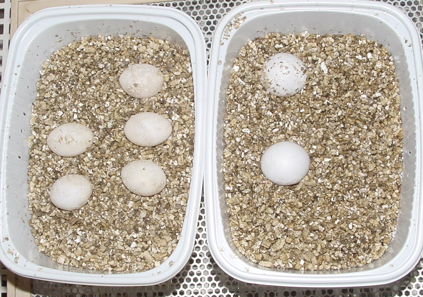 Lucky Reptile Vermiculite - 5-litrowy koncentrat wylęgowy dla jaj gadów - Substrat do inkubacji termoizolacyjny i regulujący poziom wilgoci - Wermikulit do hodowli gadów - Podłoże terrarium