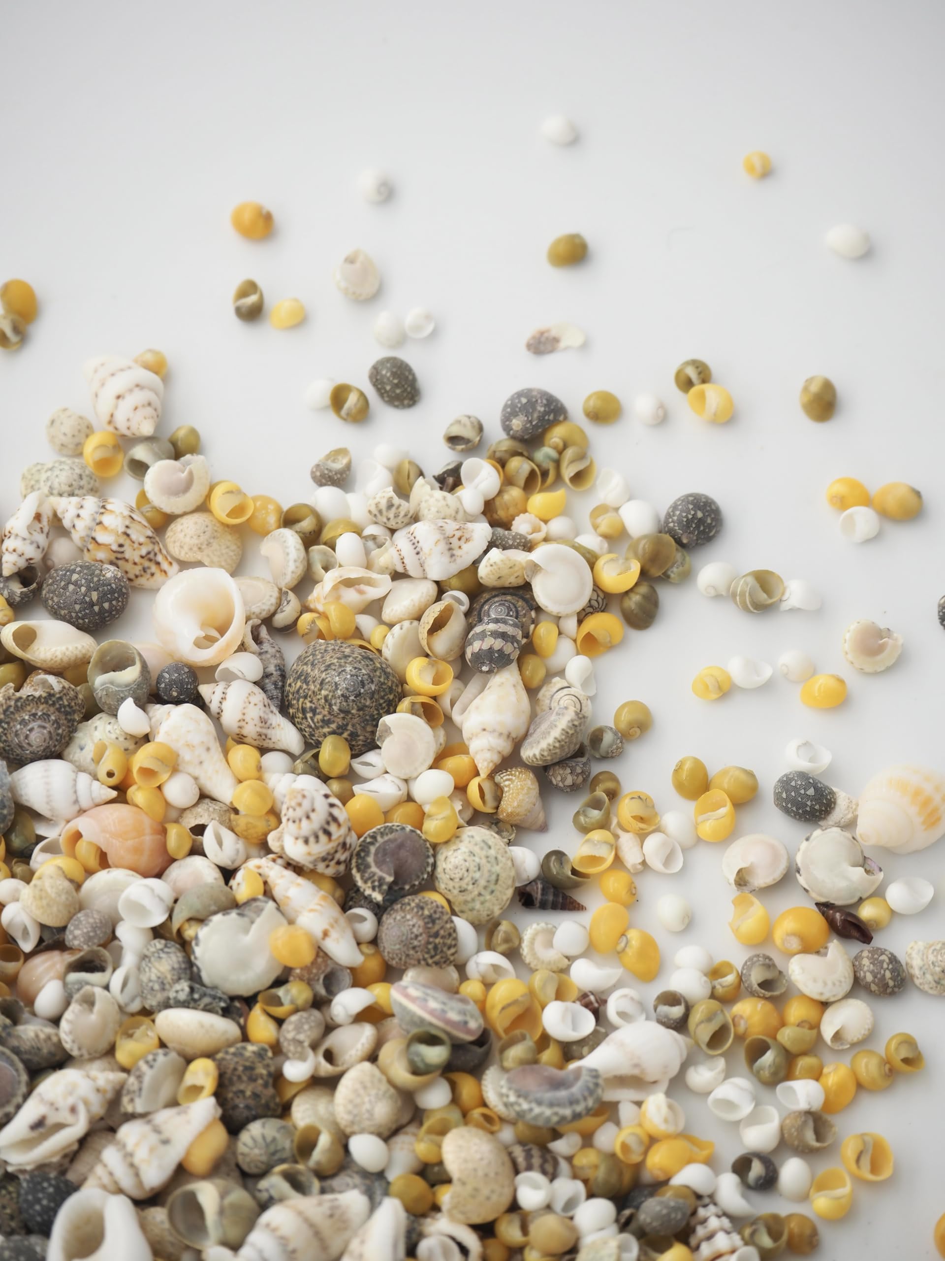 Amazon.co.jp: 【貝殻の問屋さん】小さな小さな貝殻のミックス