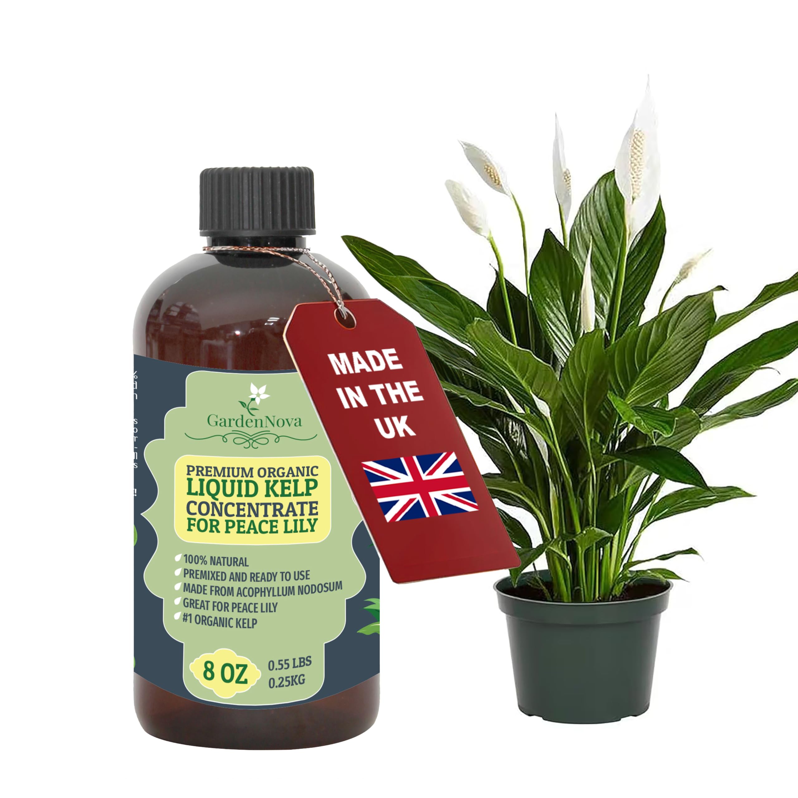 GARDENNOVA Premium Organic Seaweed & Kelp Superfood for Peace Lily Plants - 8 oz - Liquid Kelp Fertilizer Concentrate (Makes 25 Litres)