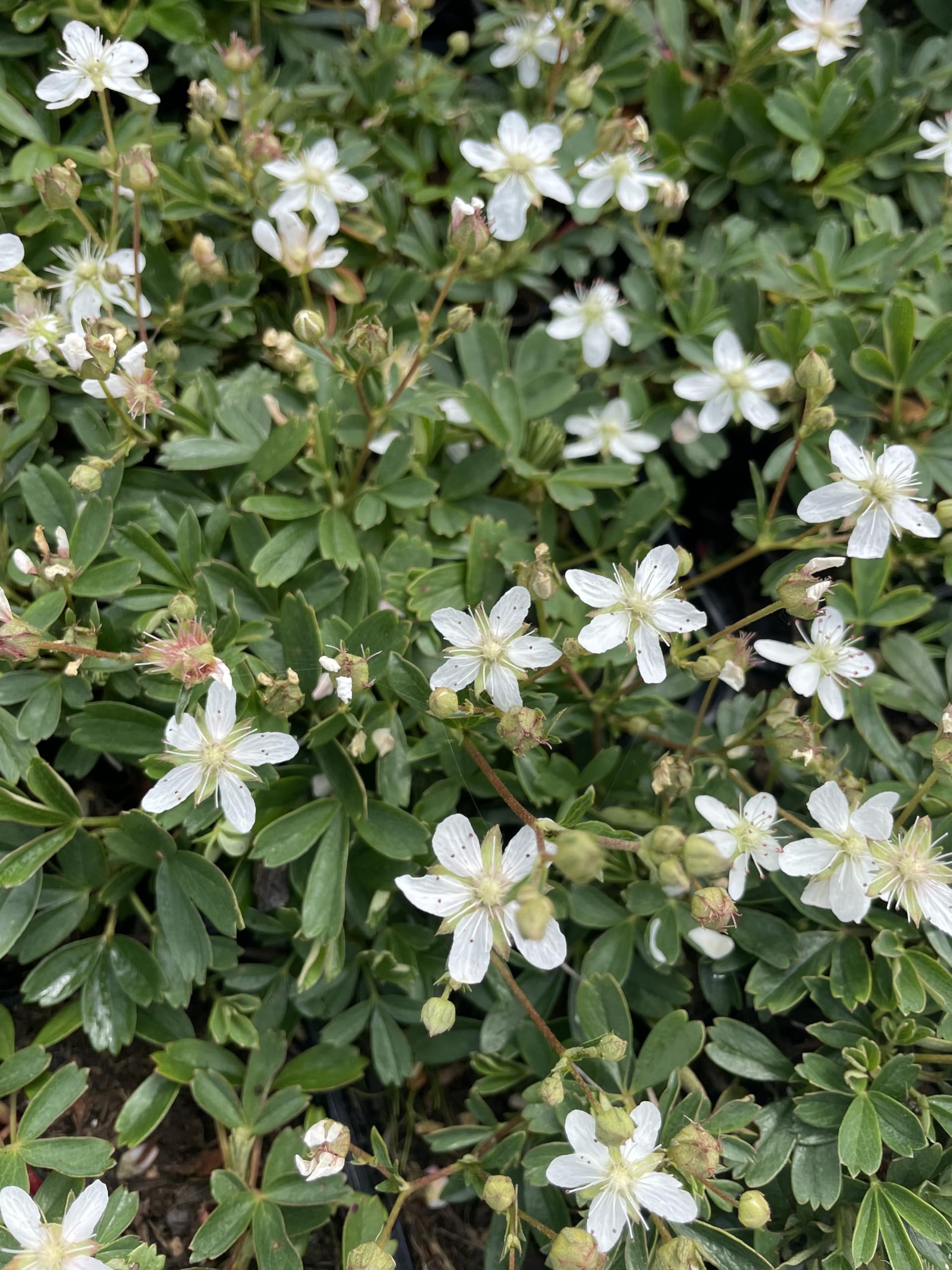 Stauden Gänge 10 x Potentilla tridentata 'Nuuk' Teppich winterhart