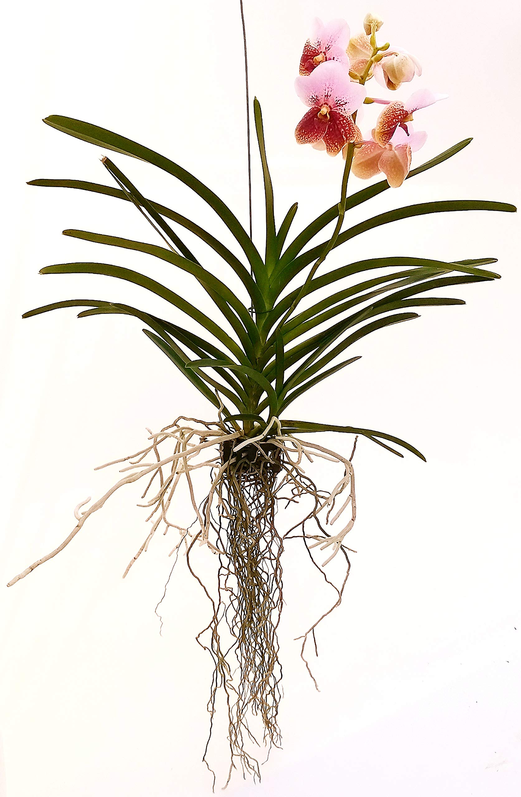 POWERS TO FLOWERS - ORCHIDEA WANDA ROSA BICOLORE, pianta vera