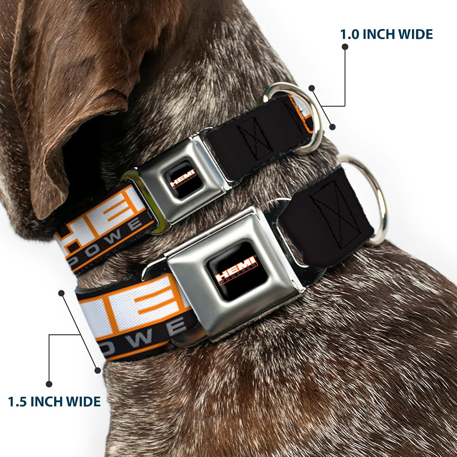 Dog Collar Seatbelt Buckle Hemi Powered Logo Repeat Black Orange White Gray 15 to 26 Inches 1.0 Inch Wide, Multicolor