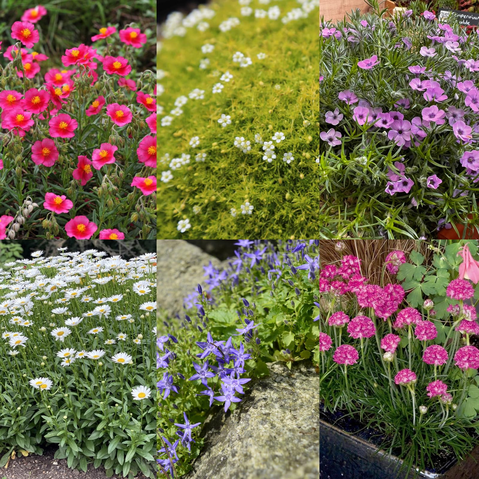 Carbeth Plants Alpine 6 Pack Mixed Hardy Plants - Low Maintenance Perennials for UK Gardens - Ideal for Rockeries, Beds, Containers and Borders โ image 1