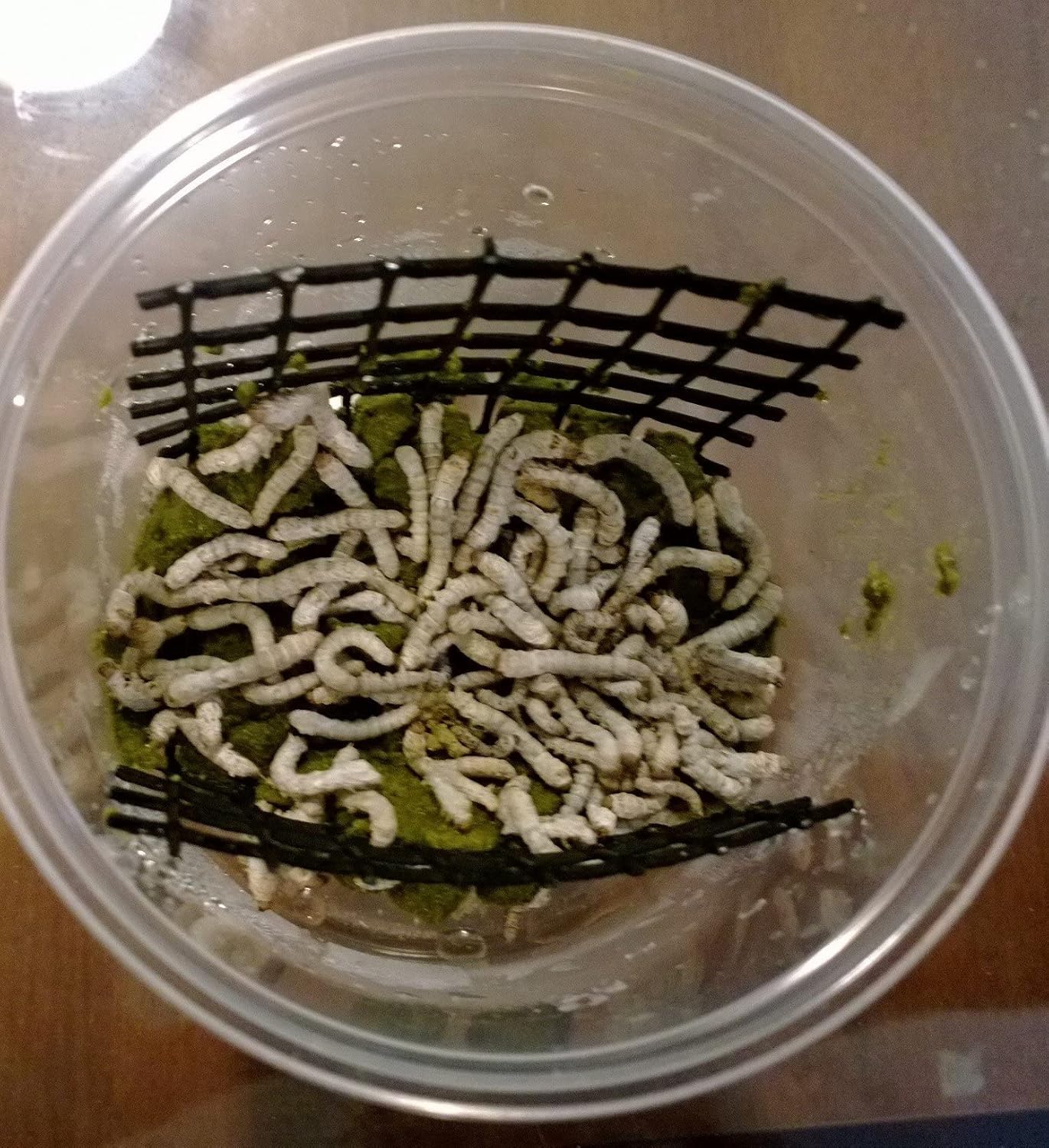 Oregon Silkworms Live Silkworms 2530 ct Live Arrival is