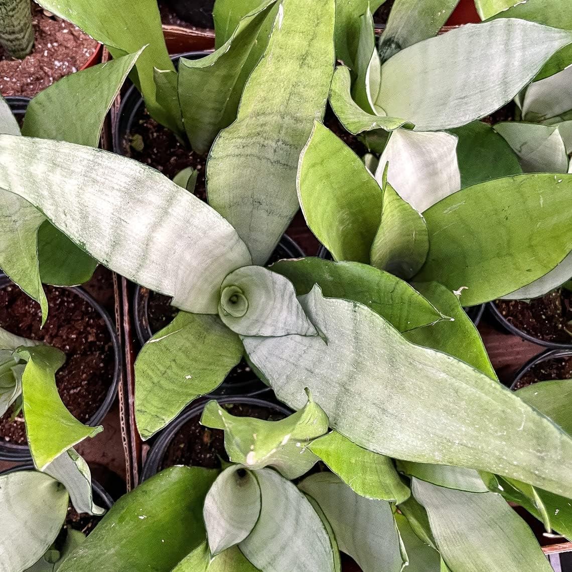 Thorsen's Greenhouse Live Moonshine Snake Plant, Live Indoor Plant, House Plant, Mother-in-Law Tongue, Sansevieria, 6" Diameter Growers Pot