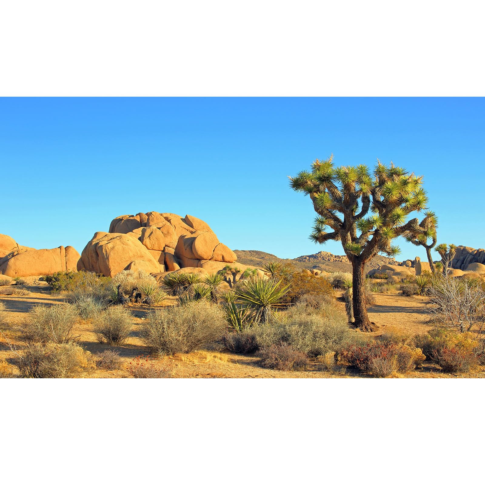 Desert Reptile Tank Background Joshua Tree Rocks Desert Terrarium Background Desert Landscape Reptile Terrarium Backgrounds Rocky Bush Reptile
