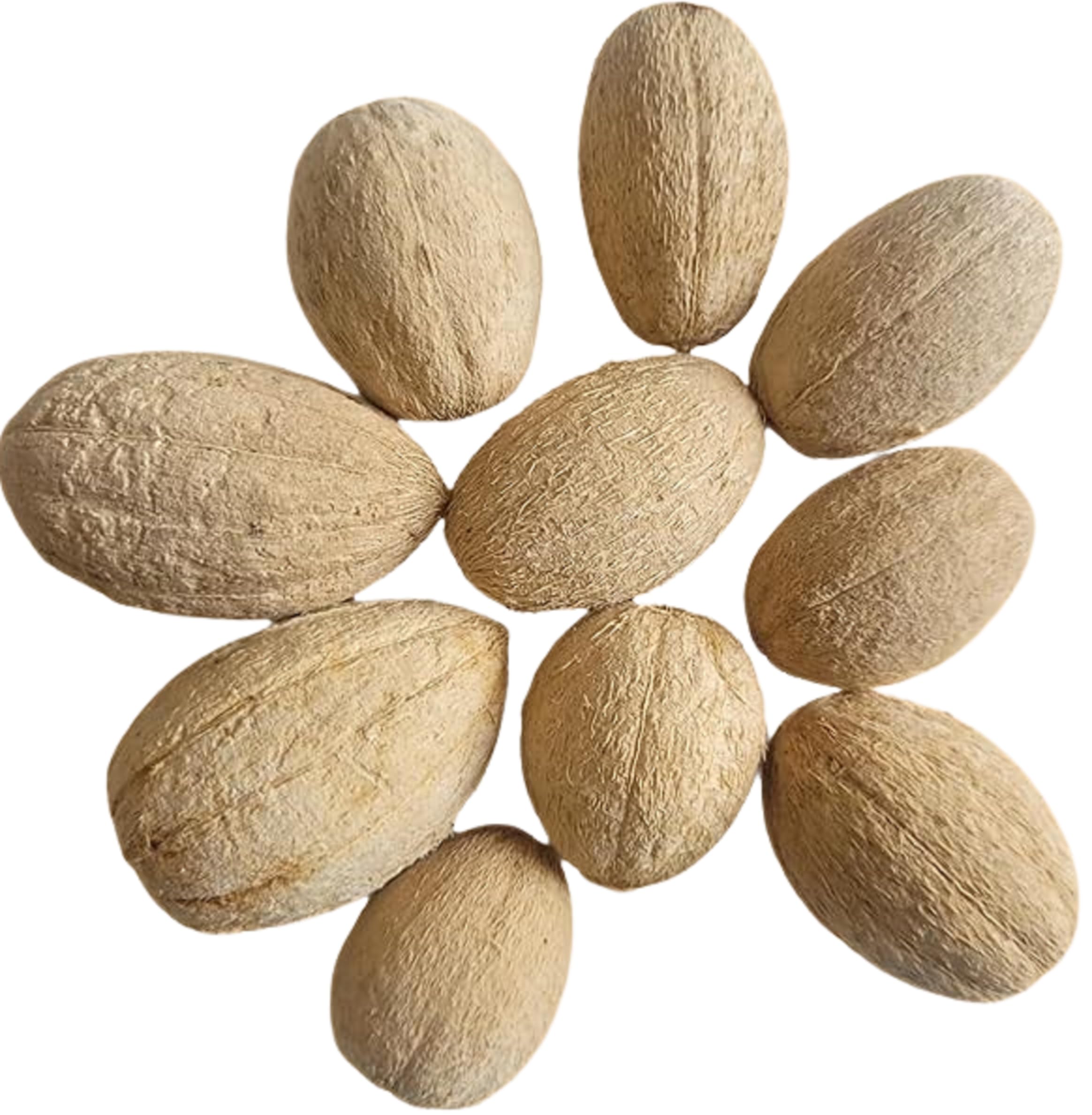 RUKDA® Dried Hingot Seeds - Balanites Roxburghii - Desert Date