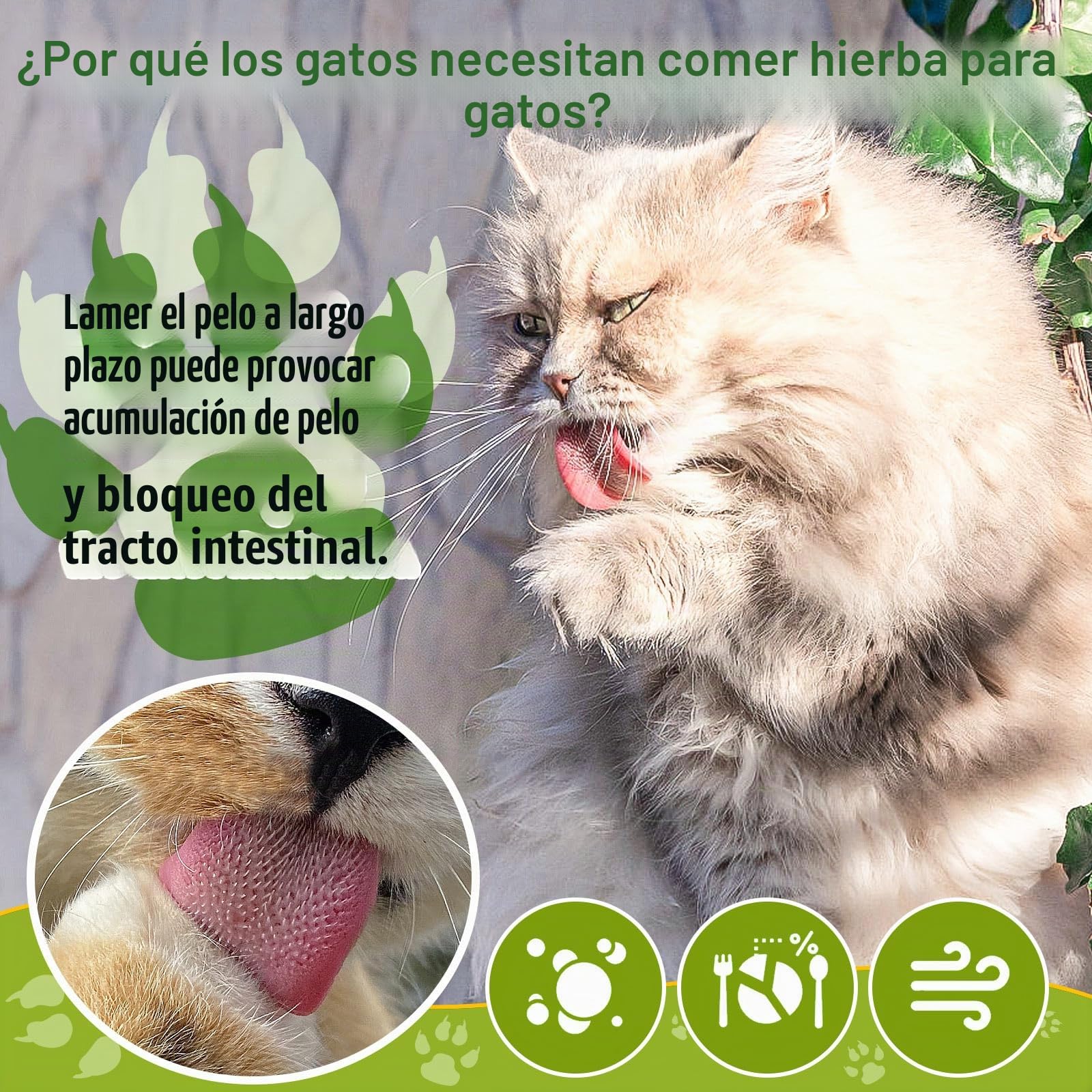 Golosina de Hierba Gatera para Gatos, 50g Snack Liofilizado con Hierba Gatera para Limpiar los Dientes