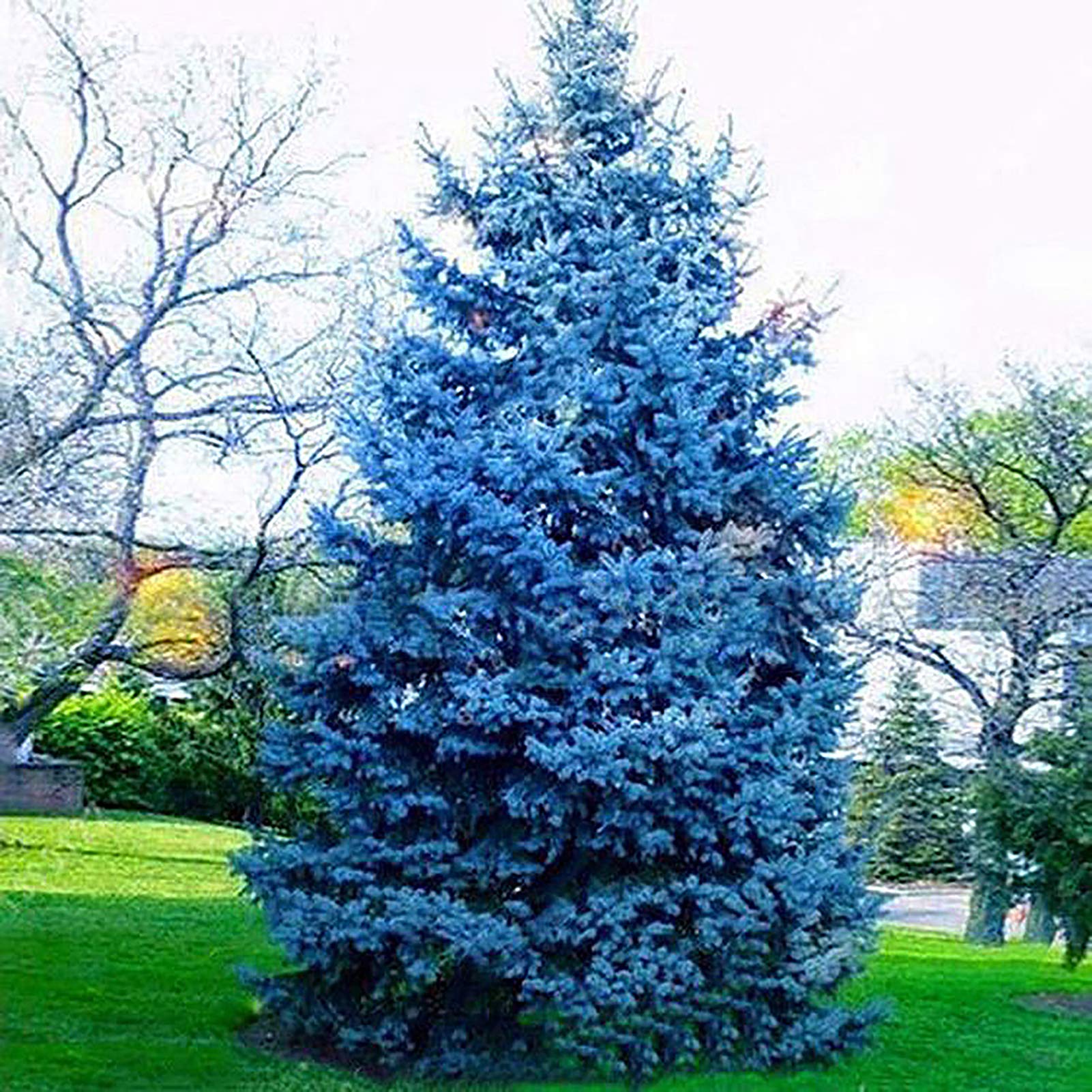 150 unids/bolsa Semillas de abeto azul, Picea Pungens Semillas Prolífico Crecimiento rápido Bonsai Jardín Semillas de abeto azul para el patio Azul