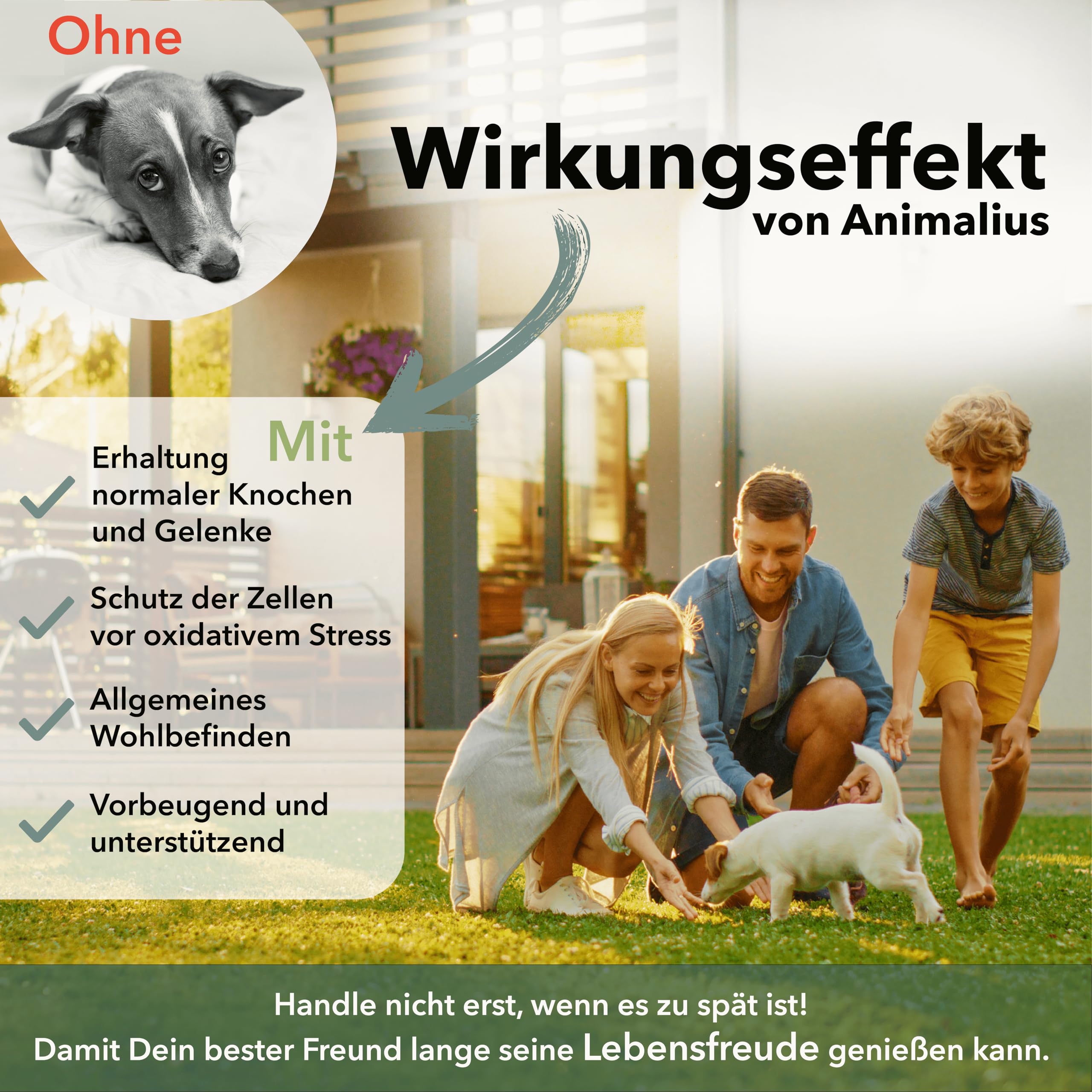 Lot de 120 comprimés articulaires pour chiens extra petits [pour toutes les races de chiens] – Avec moule à orles verts, MSM et griffe du diable – Comprimés pour chiens testés pour les os
