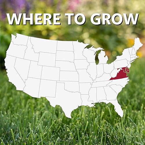 Miniatura 4 de Jonathan Green (10391) Black Beauty Delmarva - Semilla de césped (hecha para Maryland, Delaware, Virginia), semillas de césped de temporada fría (7