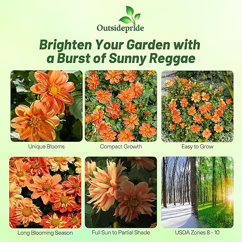 Miniatura 2 de Outsidepride Sunny Reggae - Semillas de dalia para plantar, 200 unidades, anuales, fáciles de cultivar, semillas de flores de larga temporada con